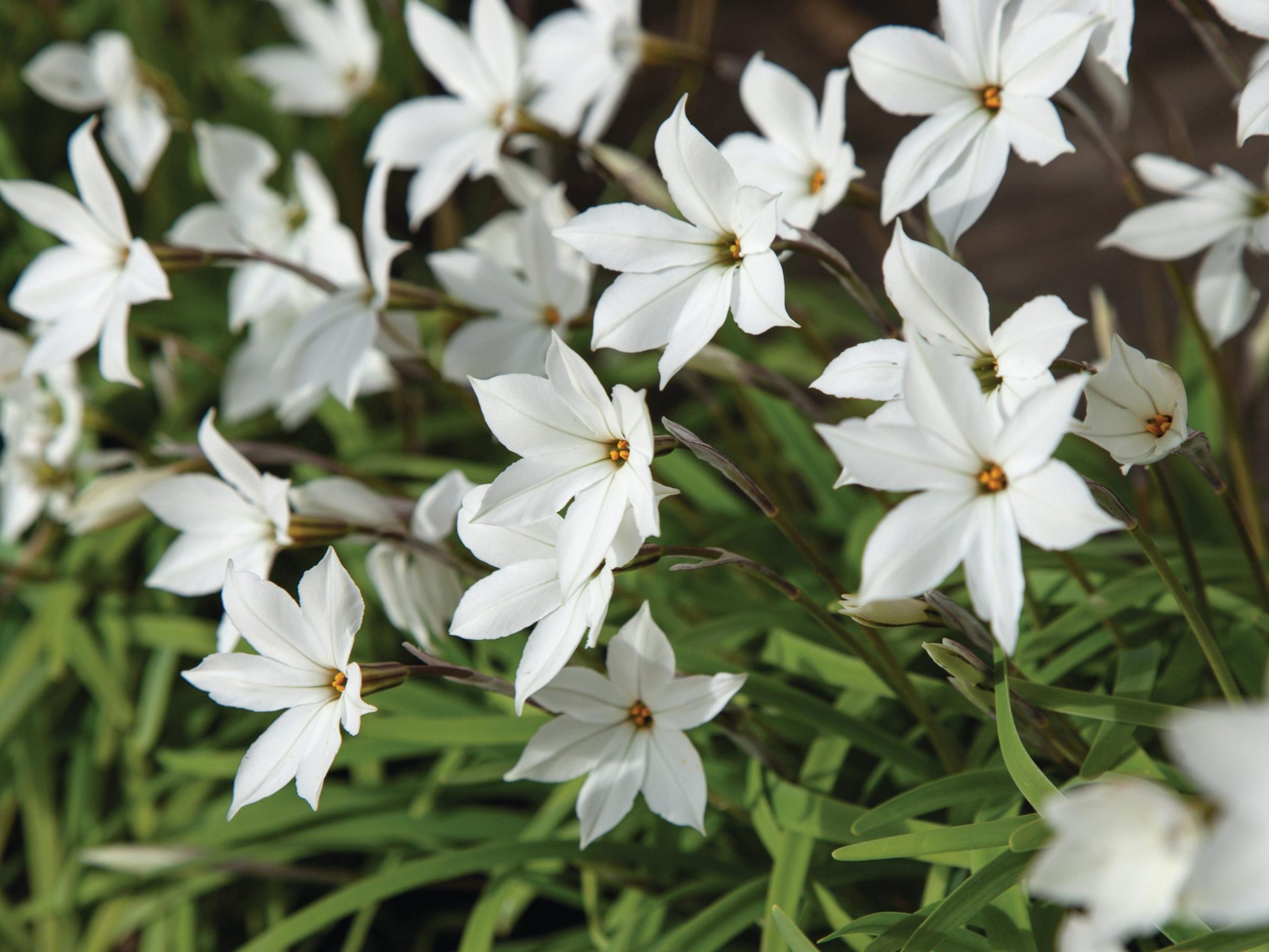 Ipheion uniflorum 'Alberto Castillo'