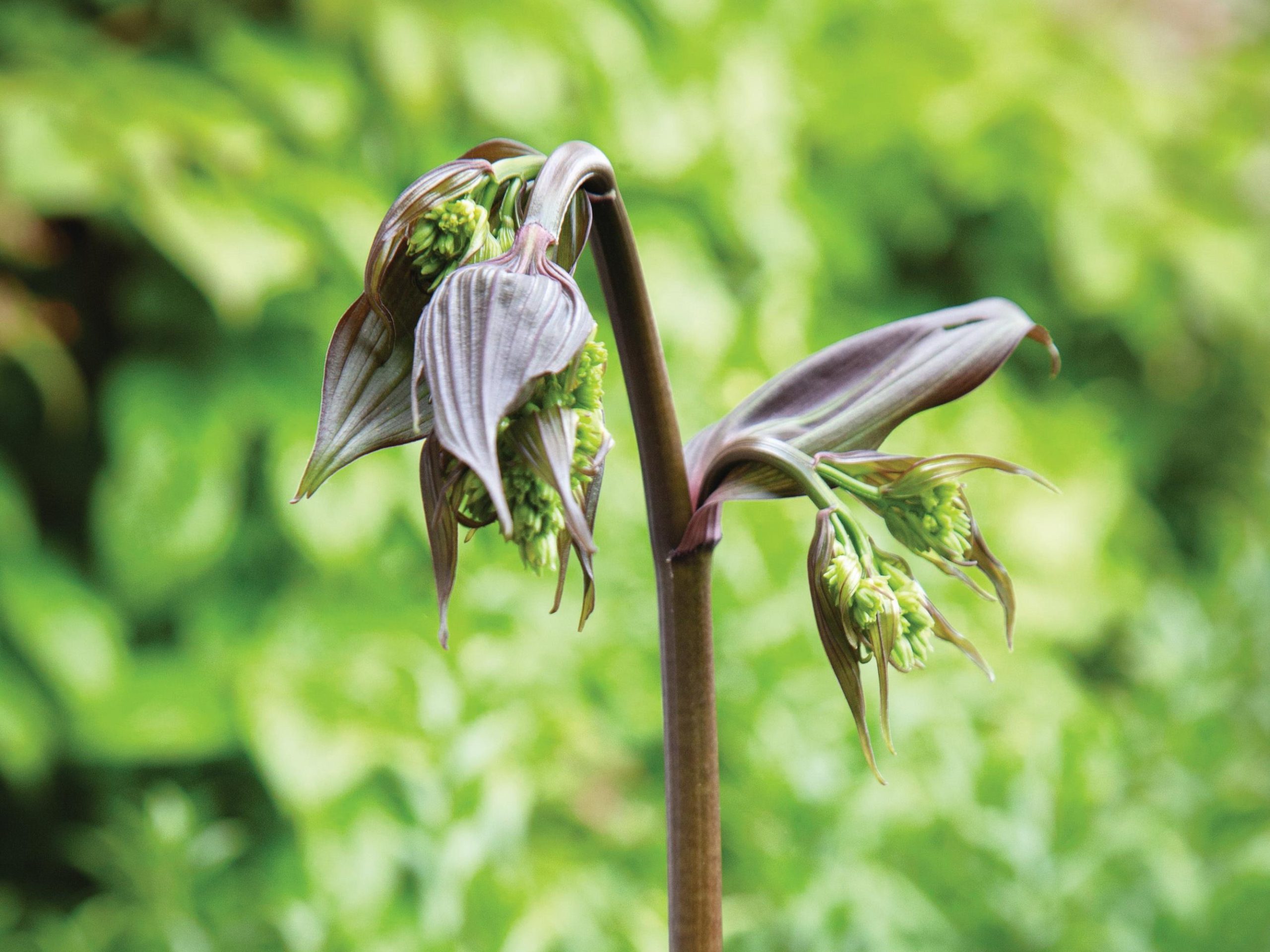 Disporum longistylum 'Night-Heron'