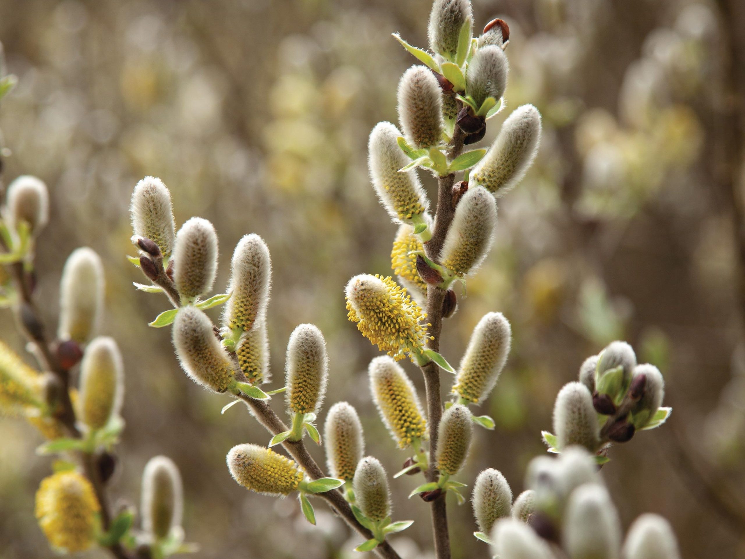 Salix candida