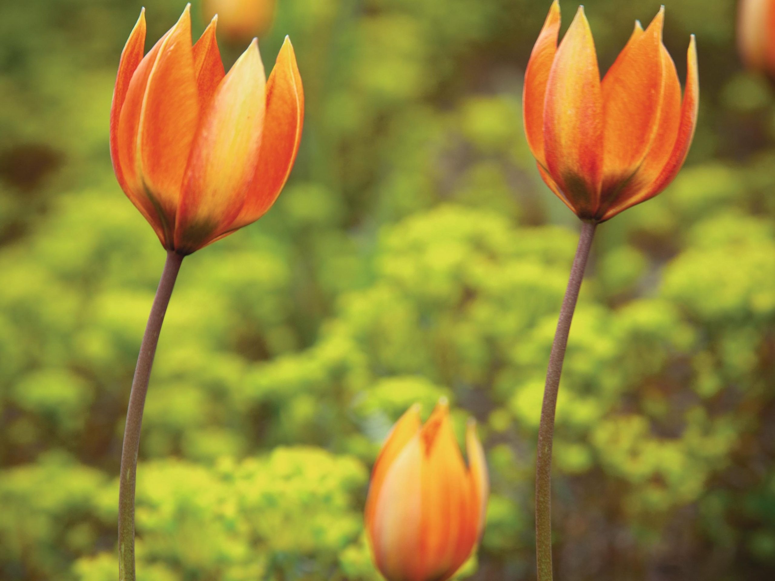 Tulipa orphanidea (Whittallii-Group)