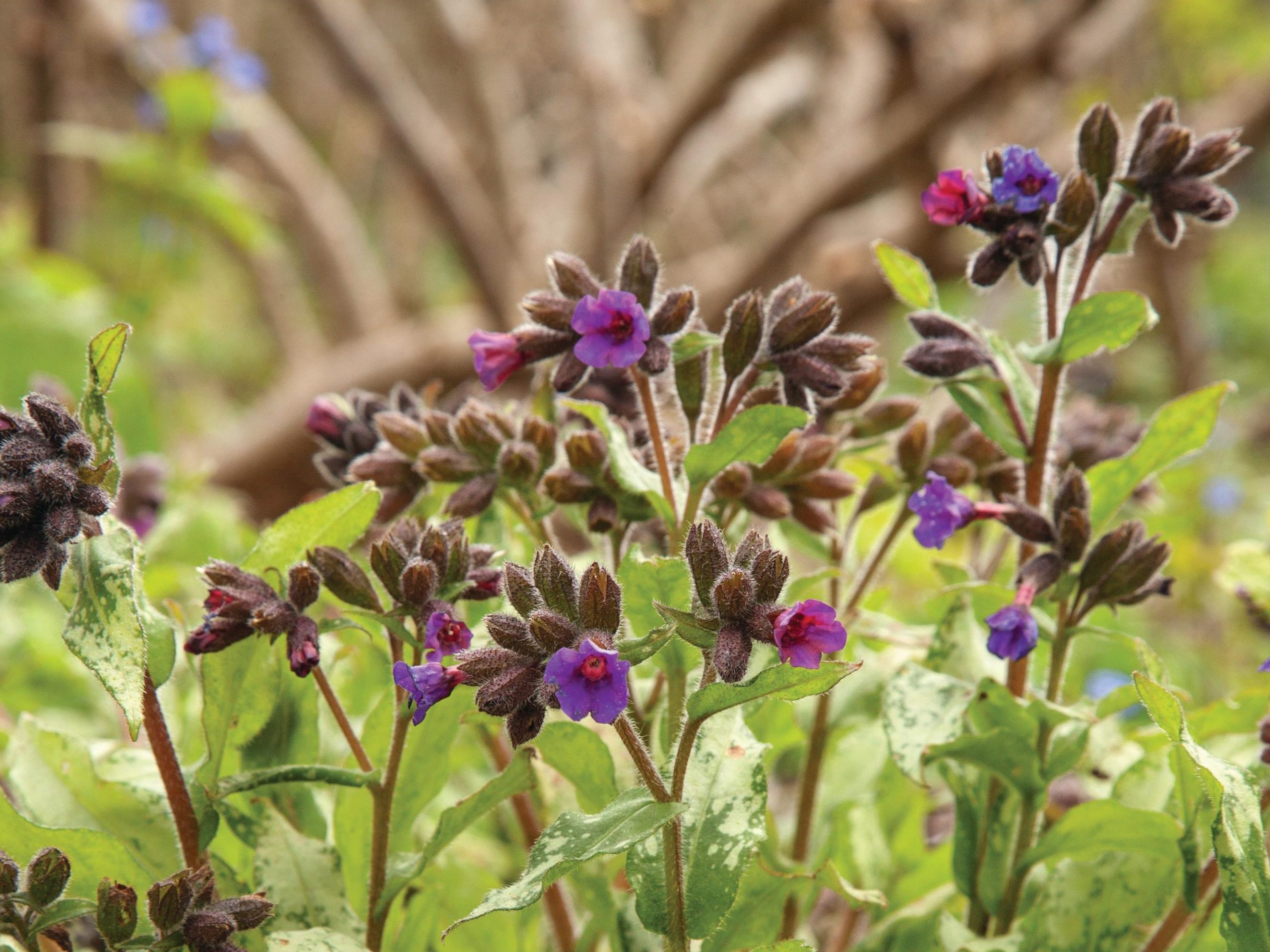Pulmonaria 'Diana Clare'