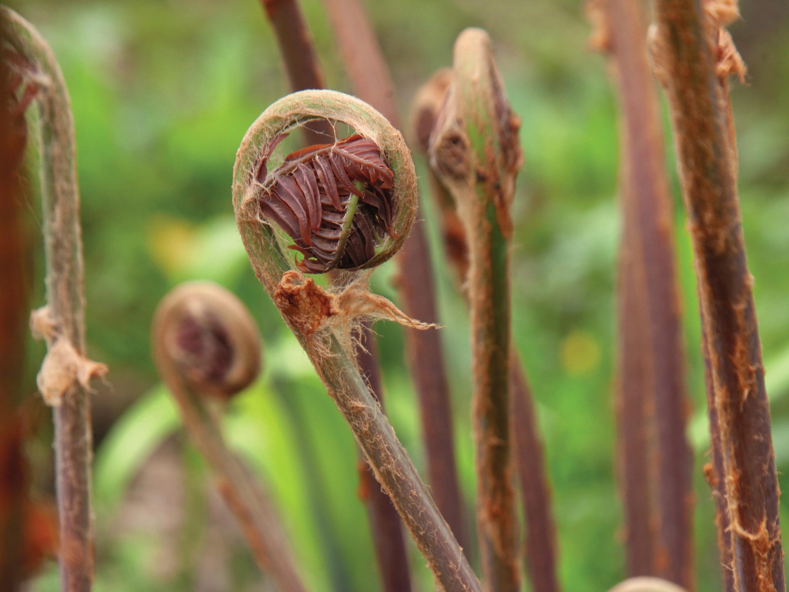 Osmunda regalis 'Purpurascens'