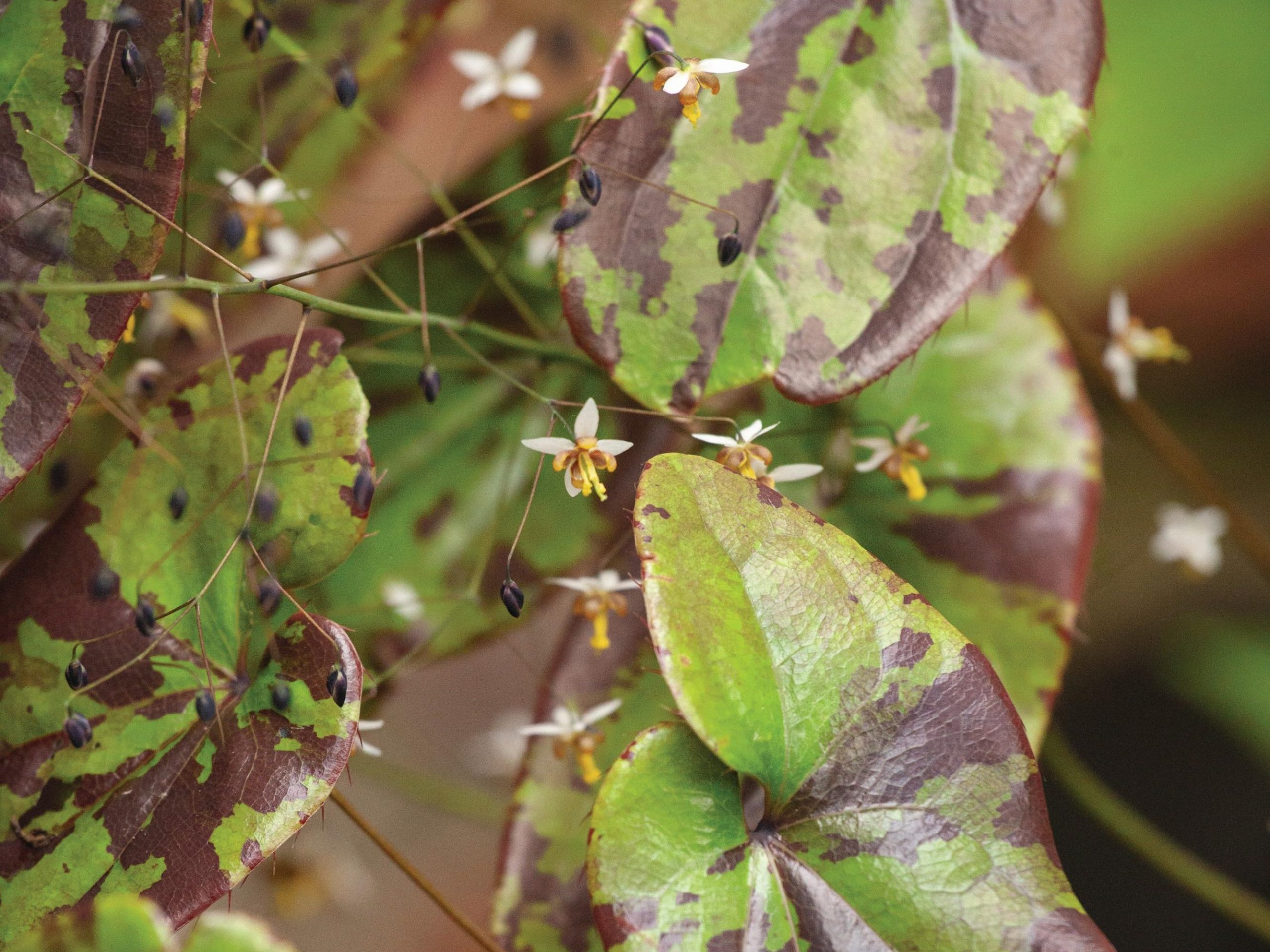 Epimedium myrianthum
