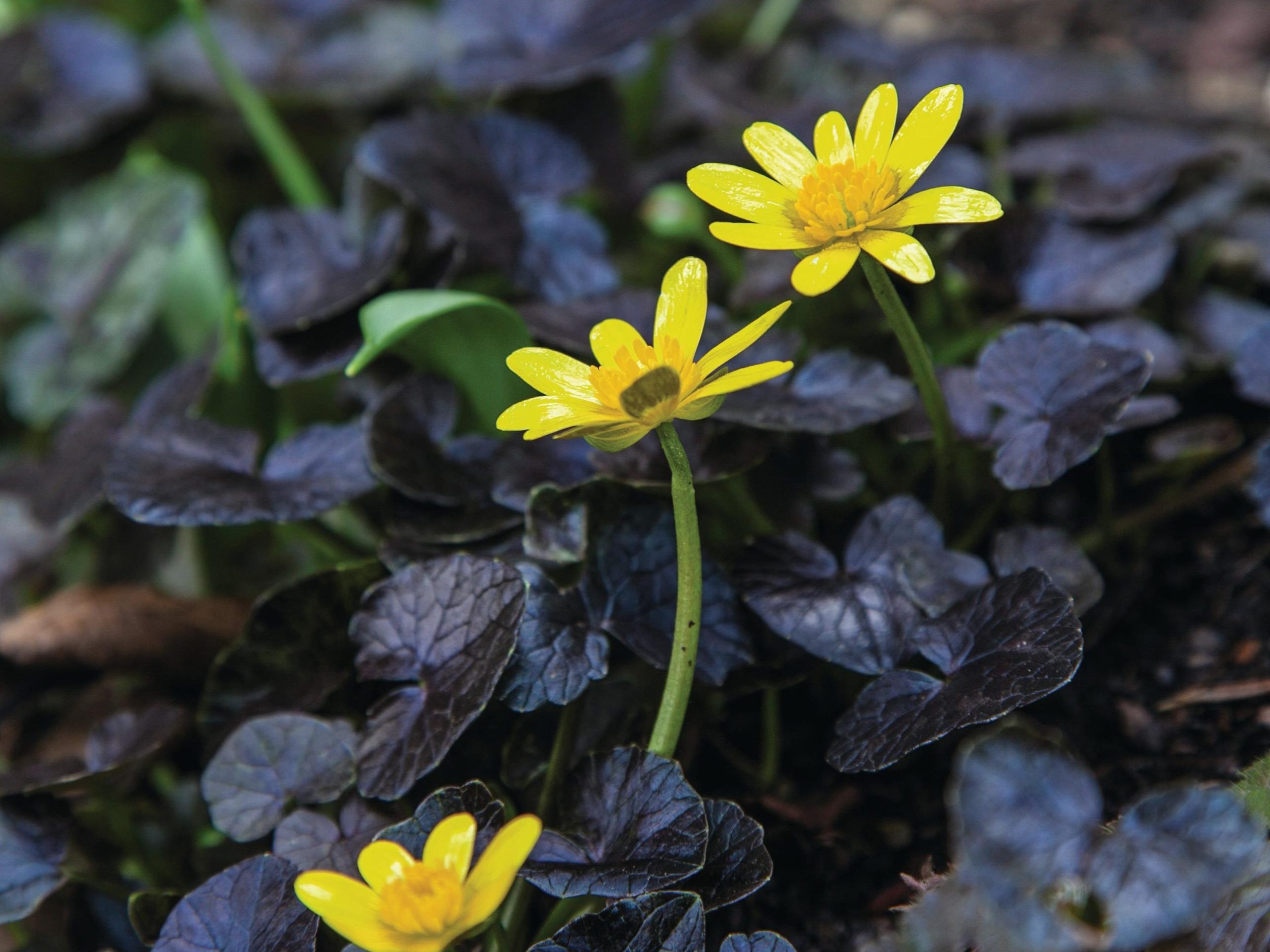 Ficaria verna 'Brazen Hussy'