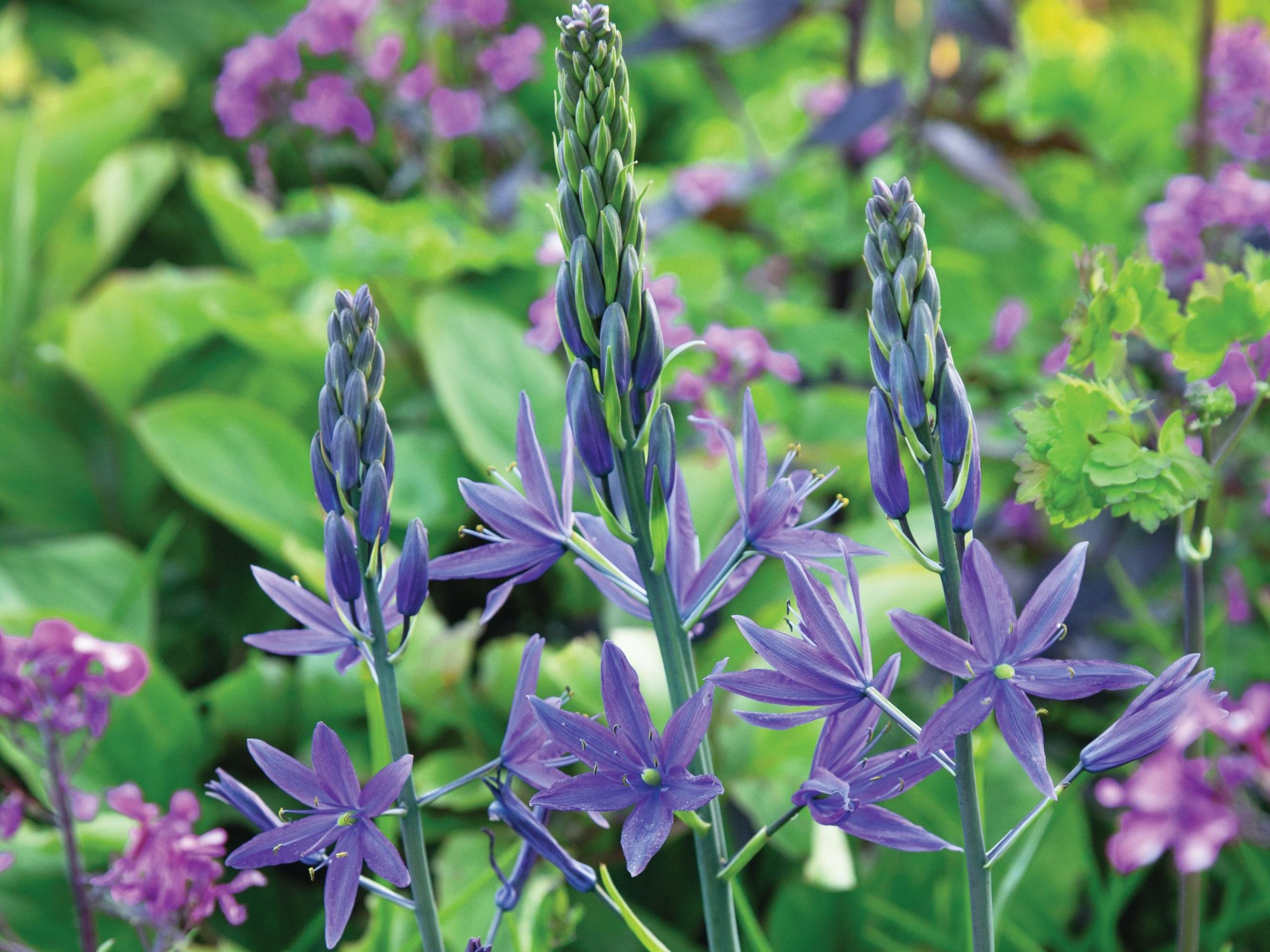 Camassia leichtlinii subsp suksdorfii ‘Lady-Eve-Price’