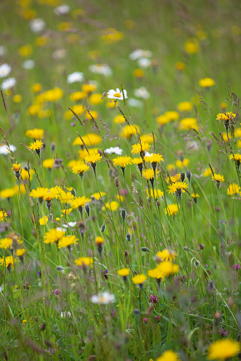 Leontodon hispixqdus (Rough Hawkbit)
