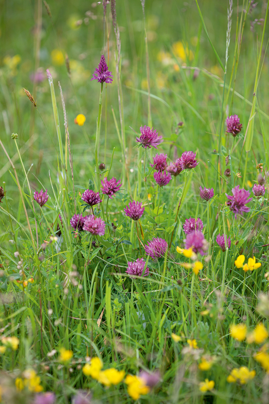 Trifolium pratense (Red Clover)
