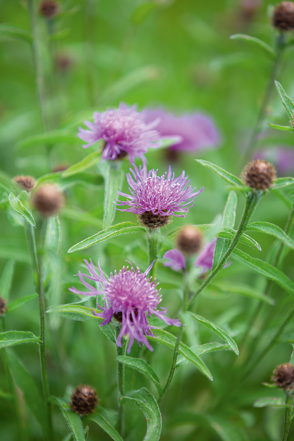 Centaurea nigra (Common Knapweed)
