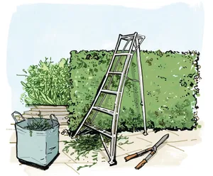 Illustration of a ladder and hedge with clippings and shears Illustration of a ladder and hedge with clippings and shears