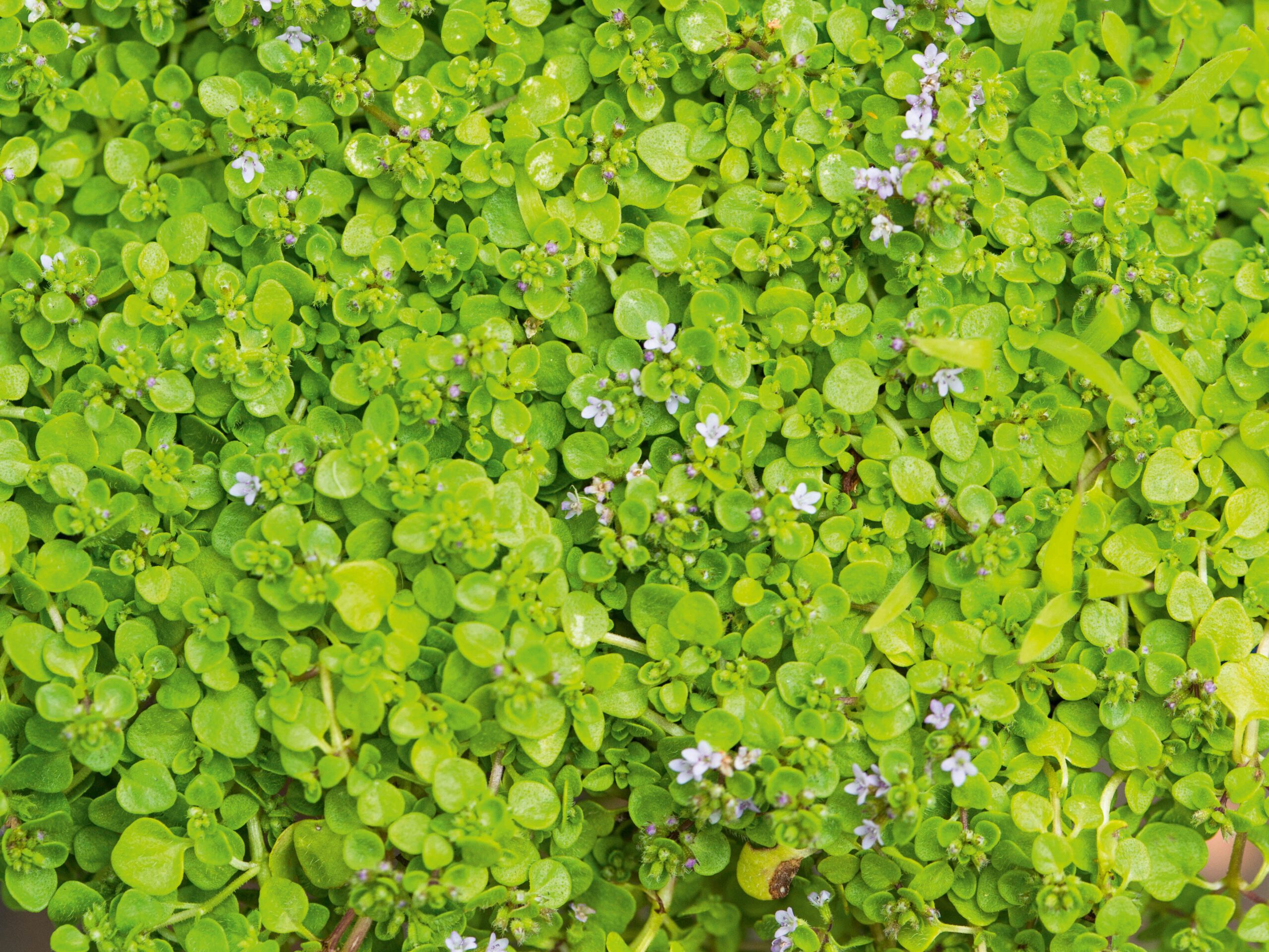 Mentha requienii, Corsican mint