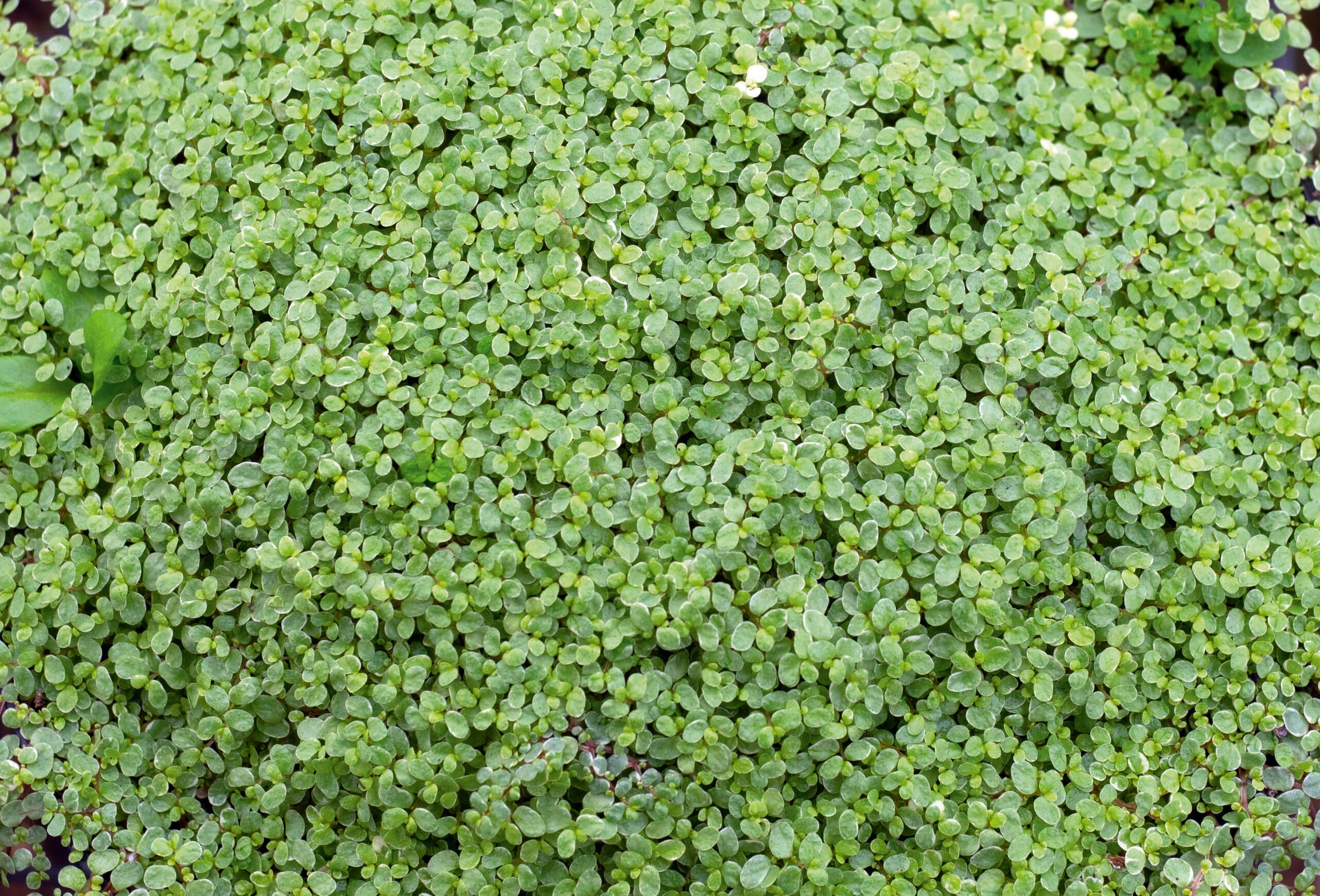 Soleirolia soleirolii