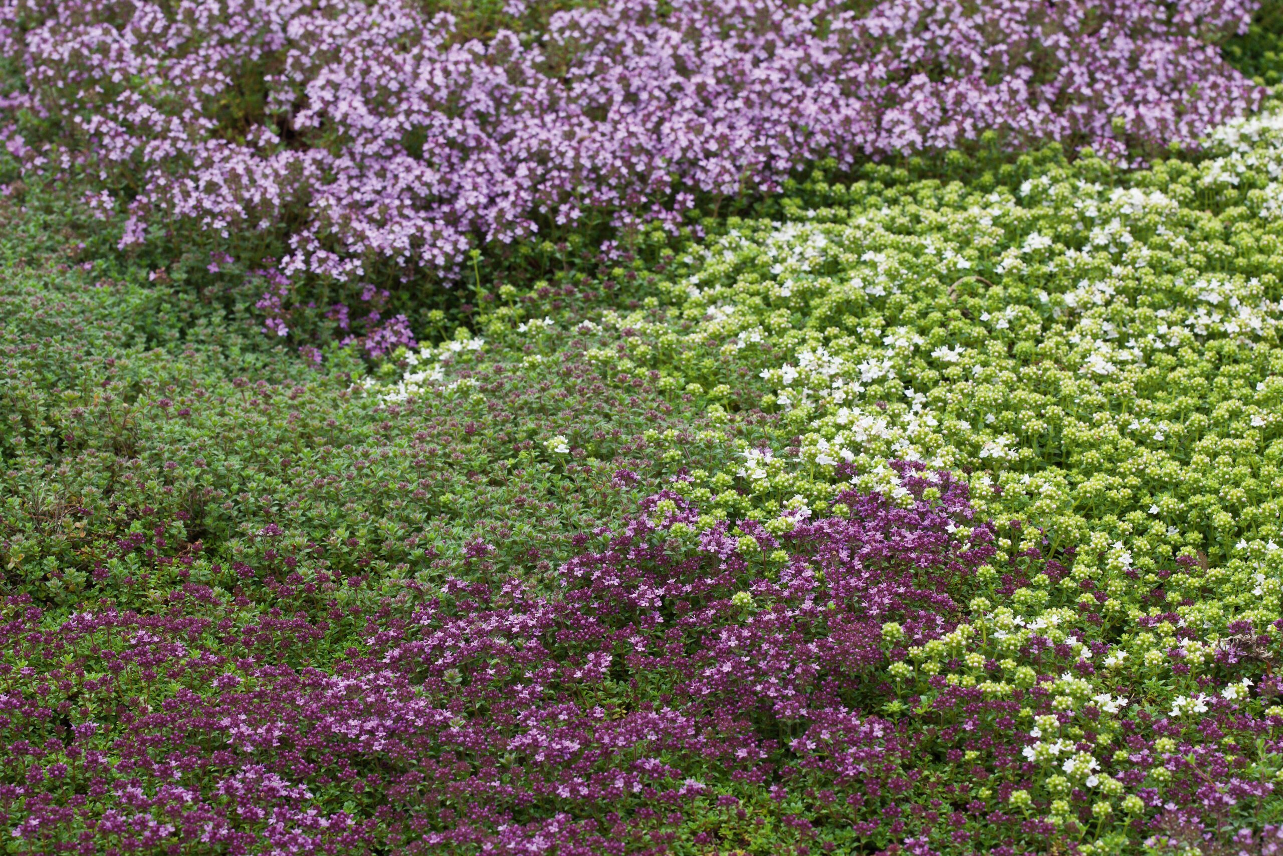 Lawn of mixed Thyme varieties including Thymus serpyllum 'Snowdrift' and Thymus pseudolanuginosus