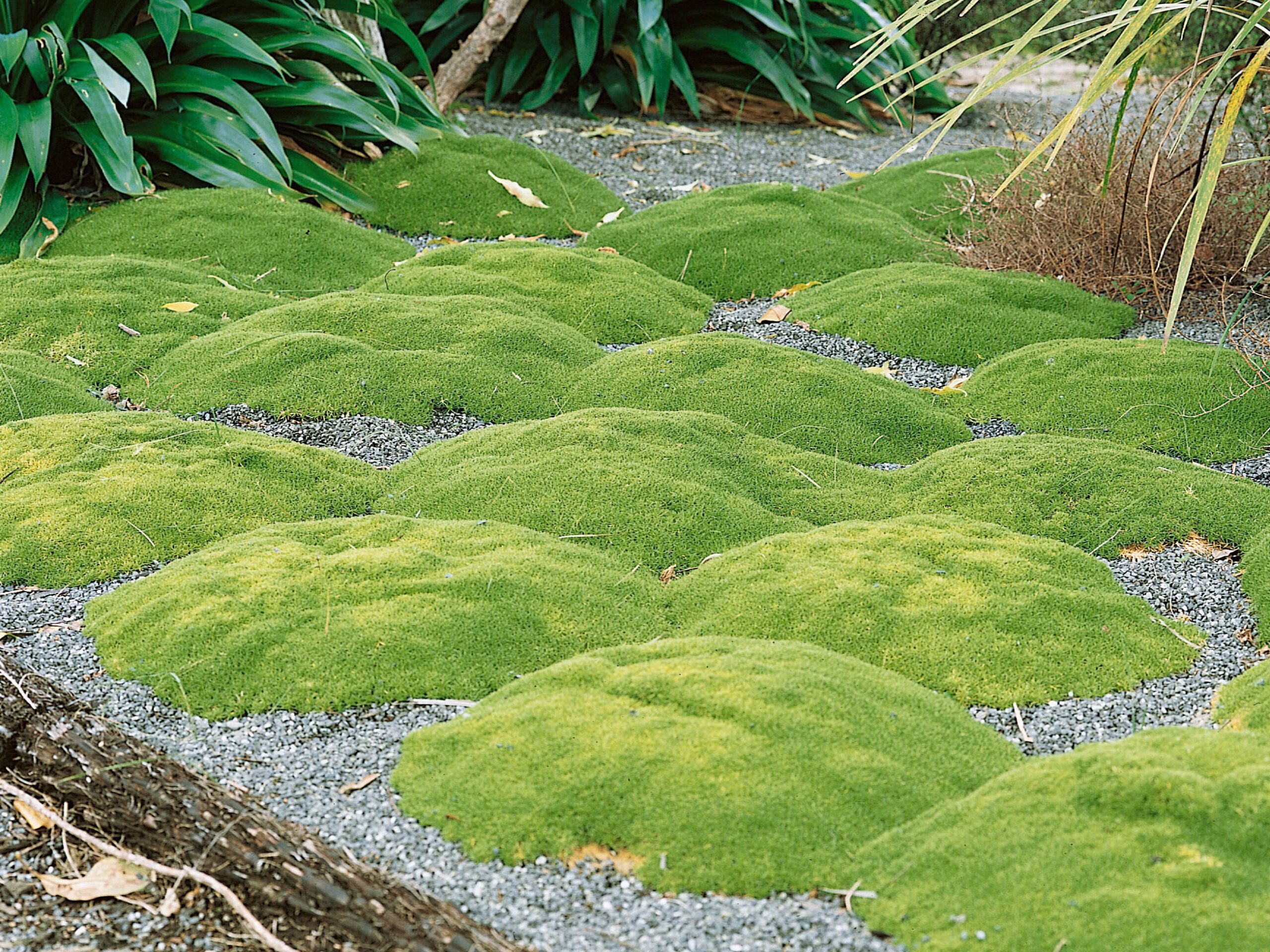 Scleranthus biflorus