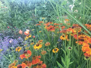Colourful orange, pink and purple plants in Blind Veterans UK garden Colourful orange, pink and purple plants in Blind Veterans UK garden
