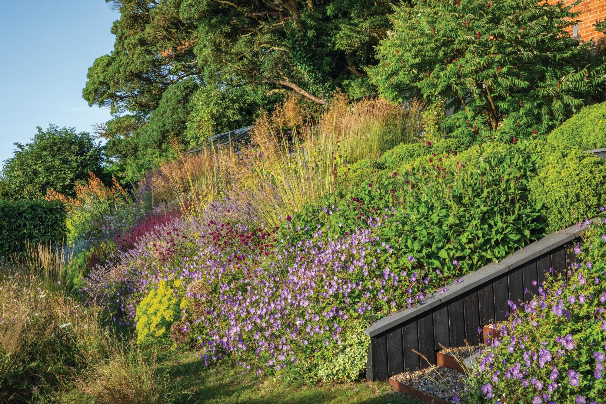 A border with colourful plants