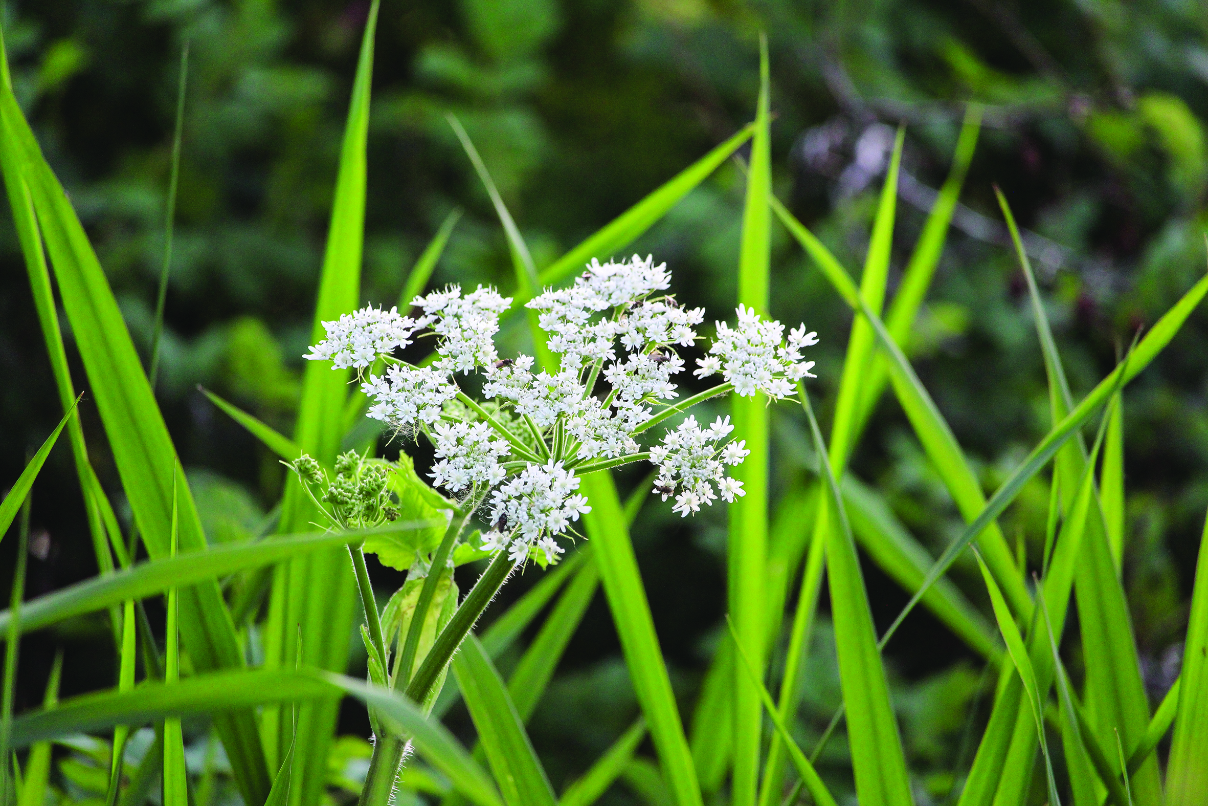 Oenanthe crocata Water Hemlock
