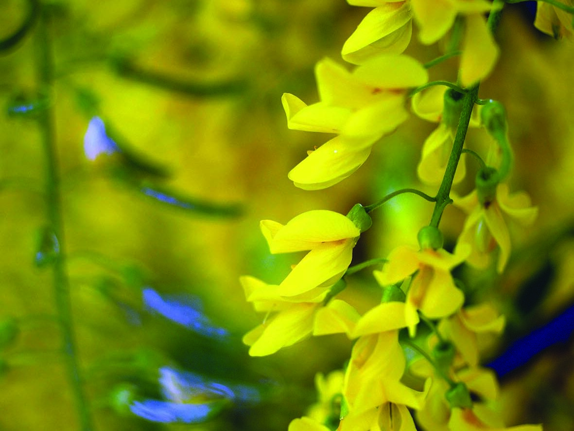 Laburnum anagyroides Laburnum