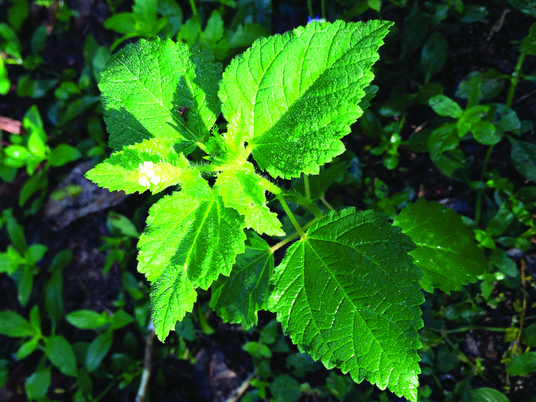 Deadly plant: Dendrocnide moroides Gympie Gympie