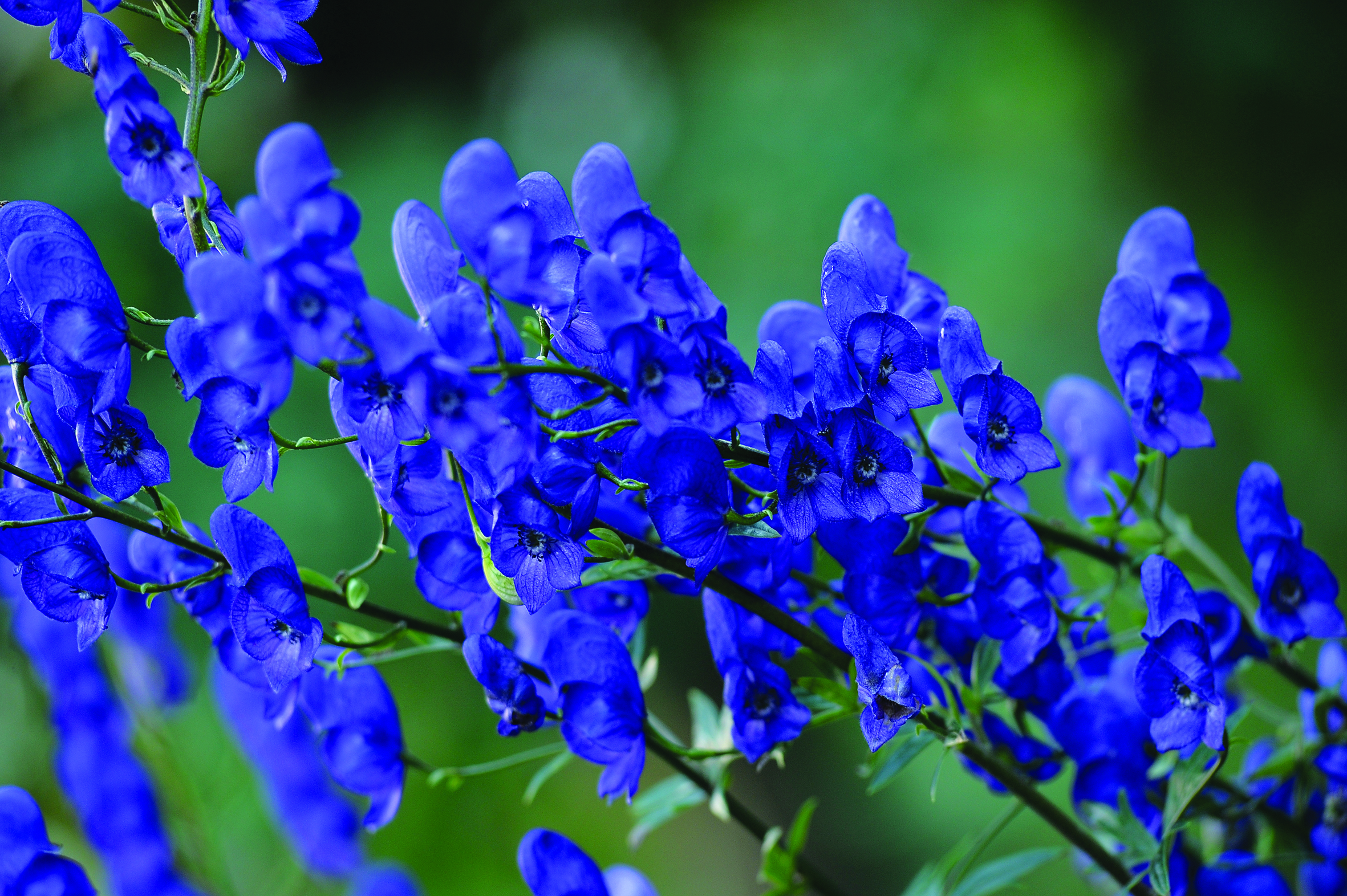 Aconitum napellus Mookshood