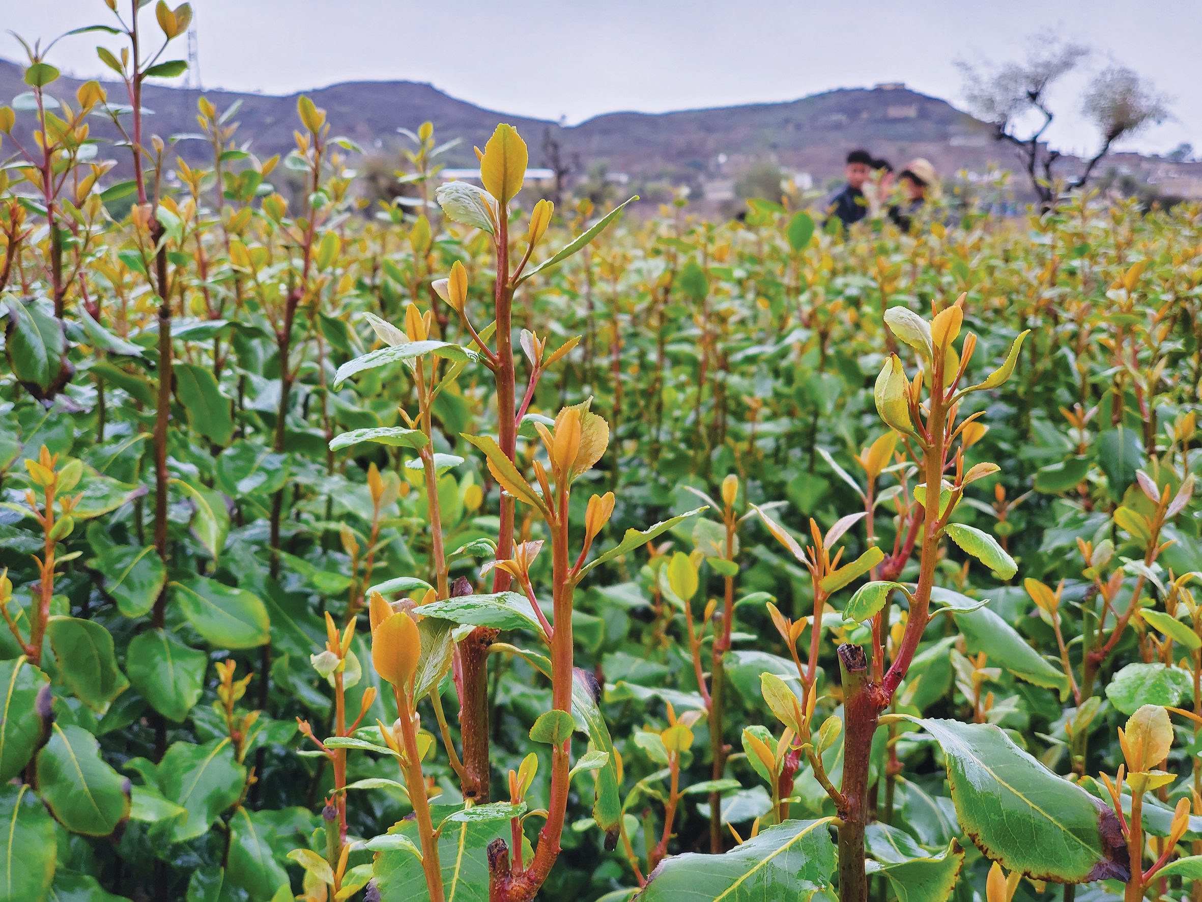 Catha edulis Khat