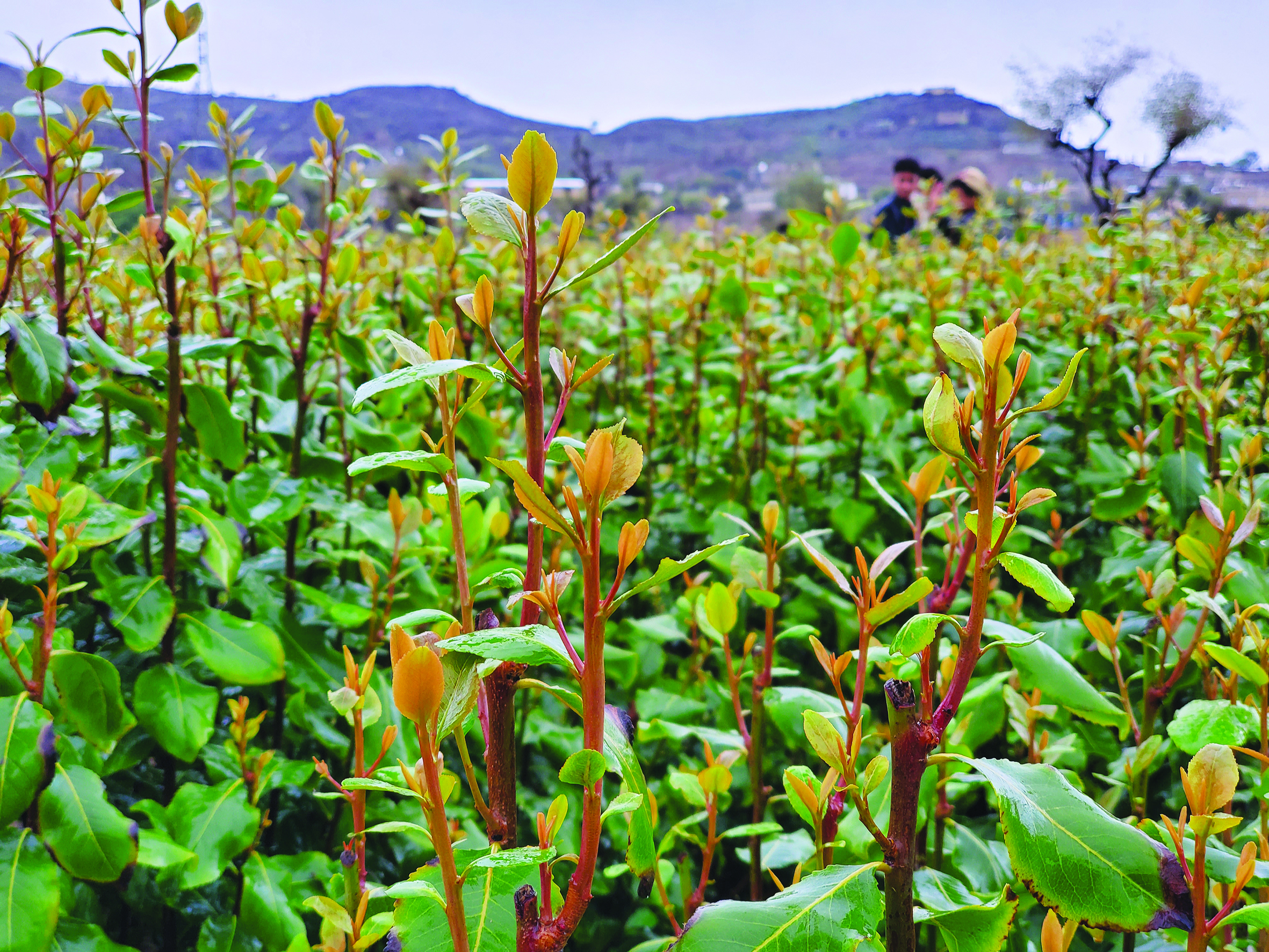 Catha edulis Khat