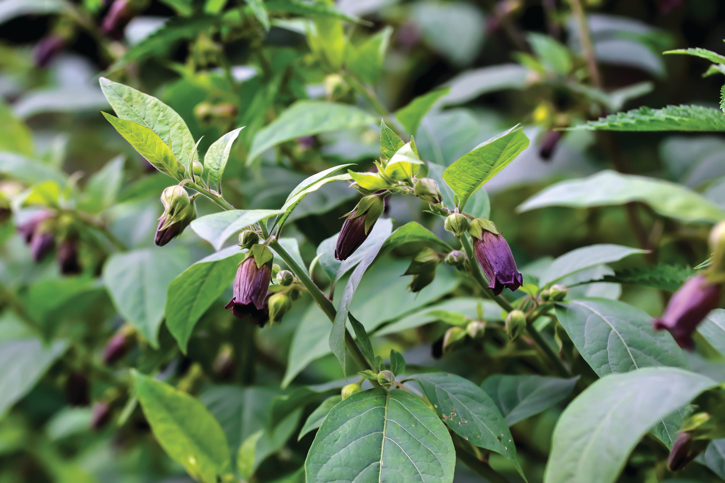 Atropa belladonna Deadly Nightshade