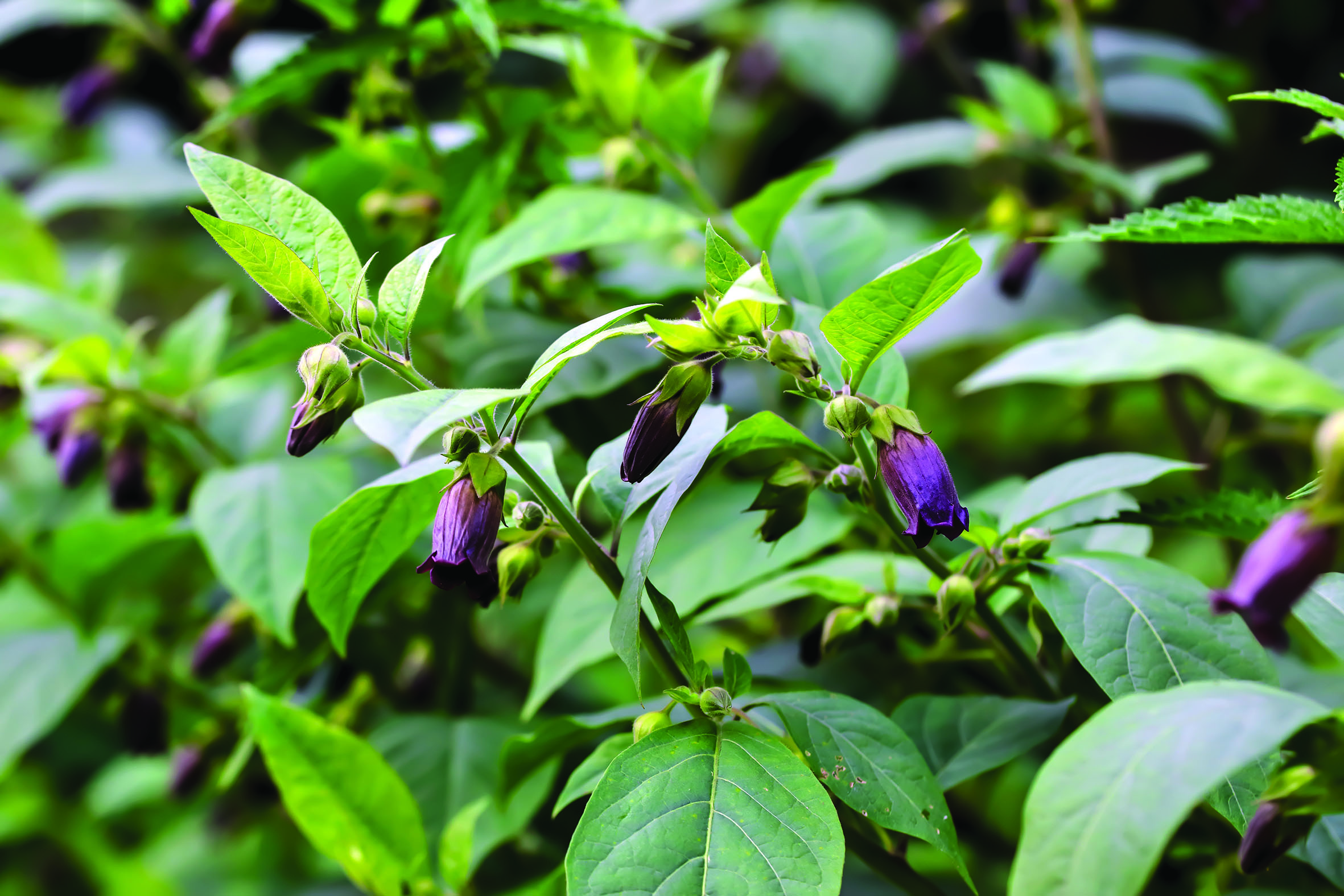 Atropa belladonna Deadly Nightshade