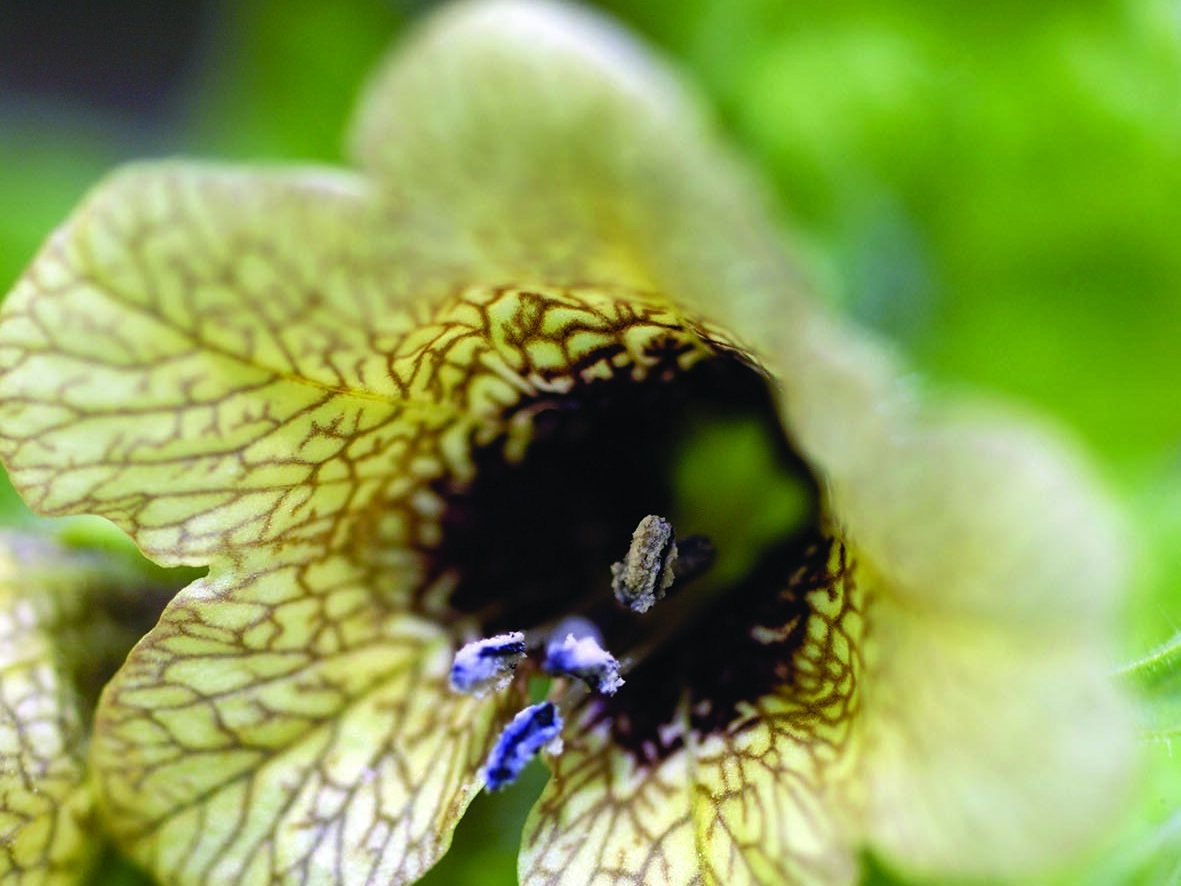 Hyoscyamus niger Henbane