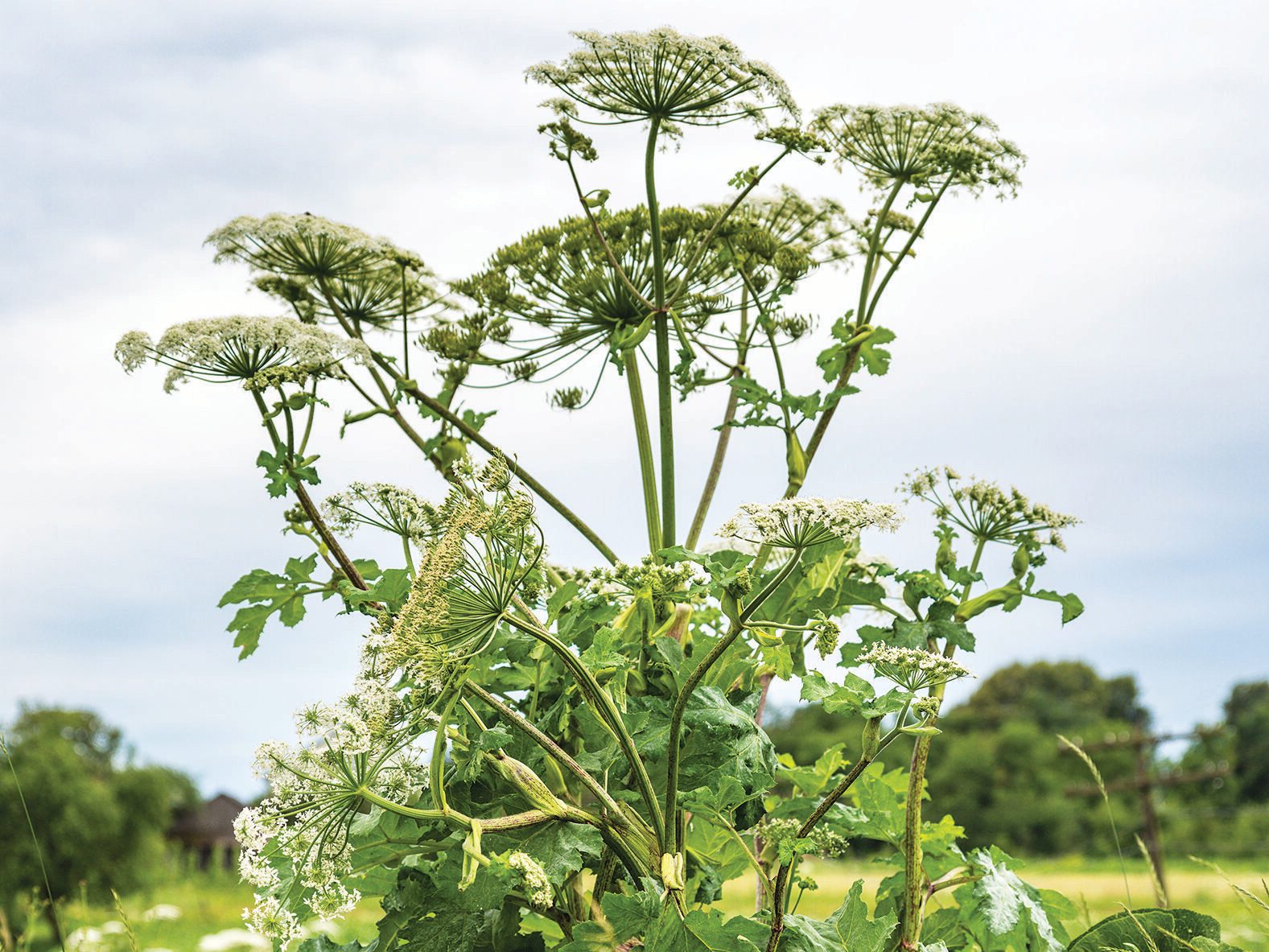 Heracleum mantegazzianum Giant Hogweed