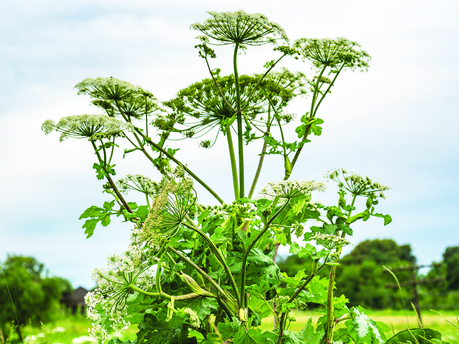 Heracleum mantegazzianum Giant Hogweed