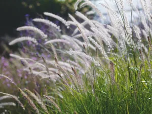 Pennisetum orientale 'Tall Tails' Pennisetum orientale 'Tall Tails'