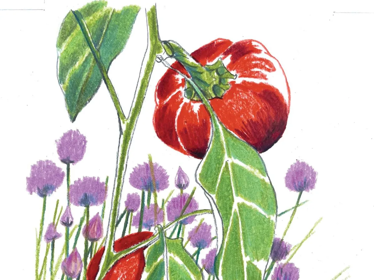 An illustration of a tomato growing among chives An illustration of a tomato growing among chives
