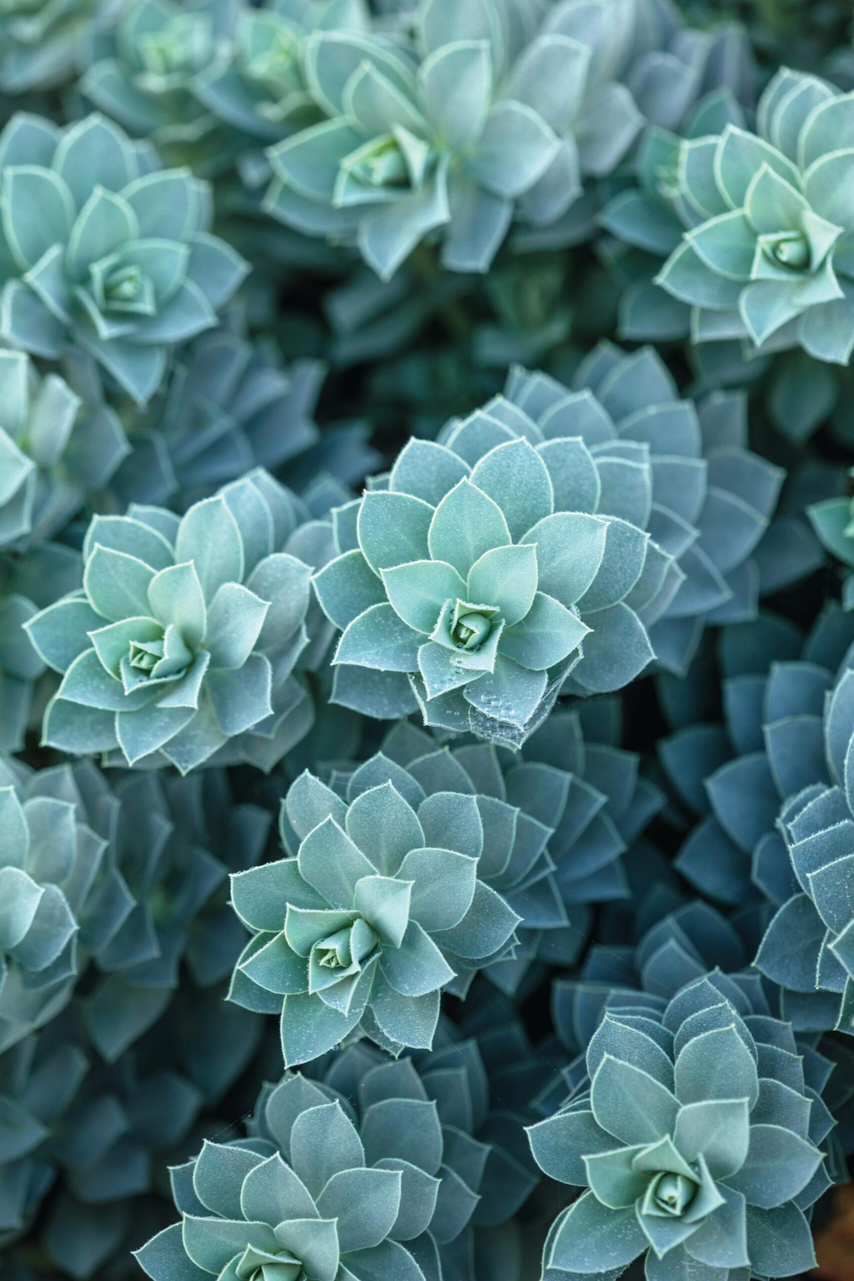 Euphorbia myrsinites Silvery, triangular leaves spiralling around trailing stems topped with lime-green flowers make this plant a talking point. 15cm x 30cm. AGM*. RHS H5, USDA 5a-9b.