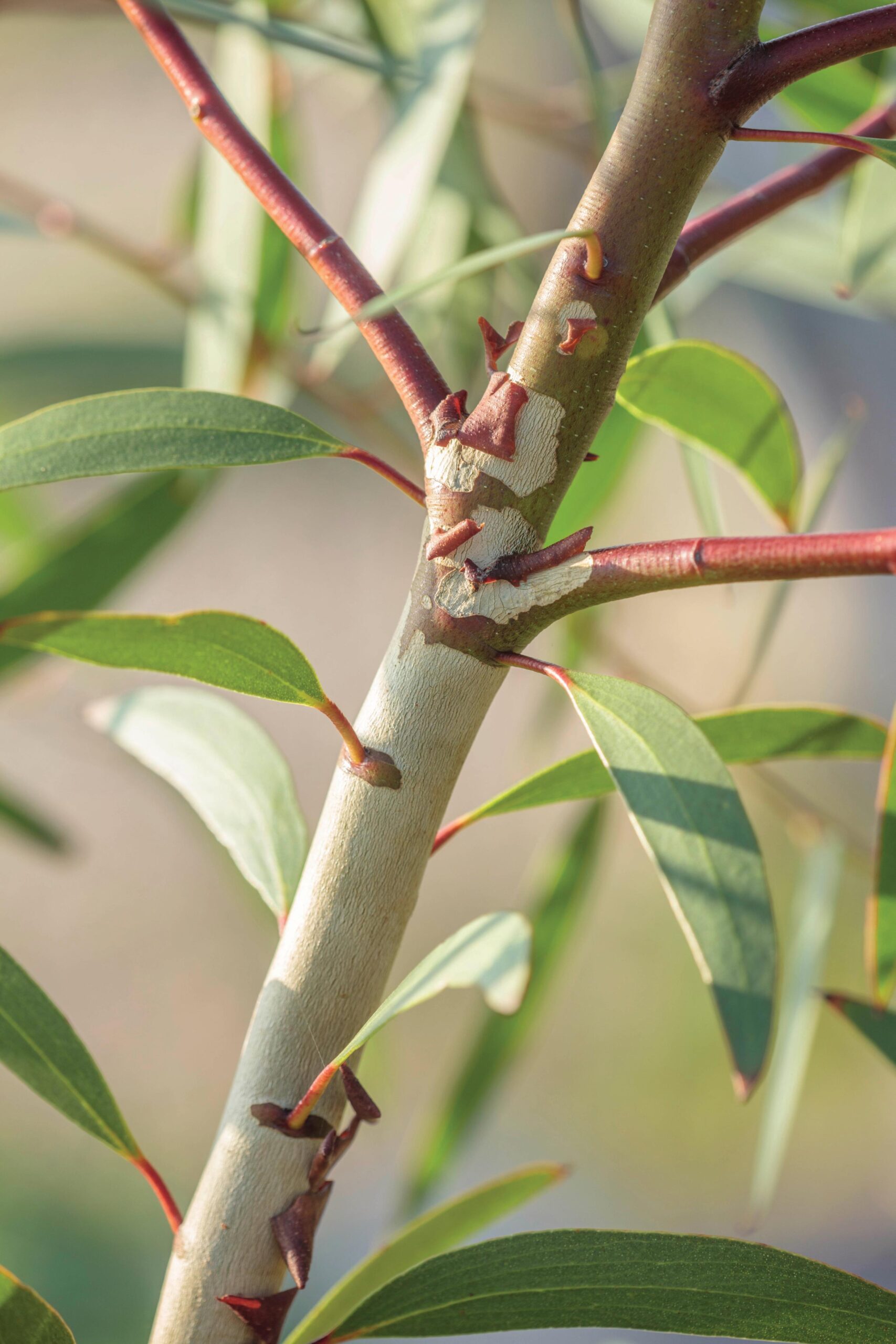 Eucalyptus gregsoniana Much smaller than many eucalyptus species, the Wolgan snow gum has red shoots, white flowers in spring and summer and beautiful bark. 7m x 7m. RHS H5.