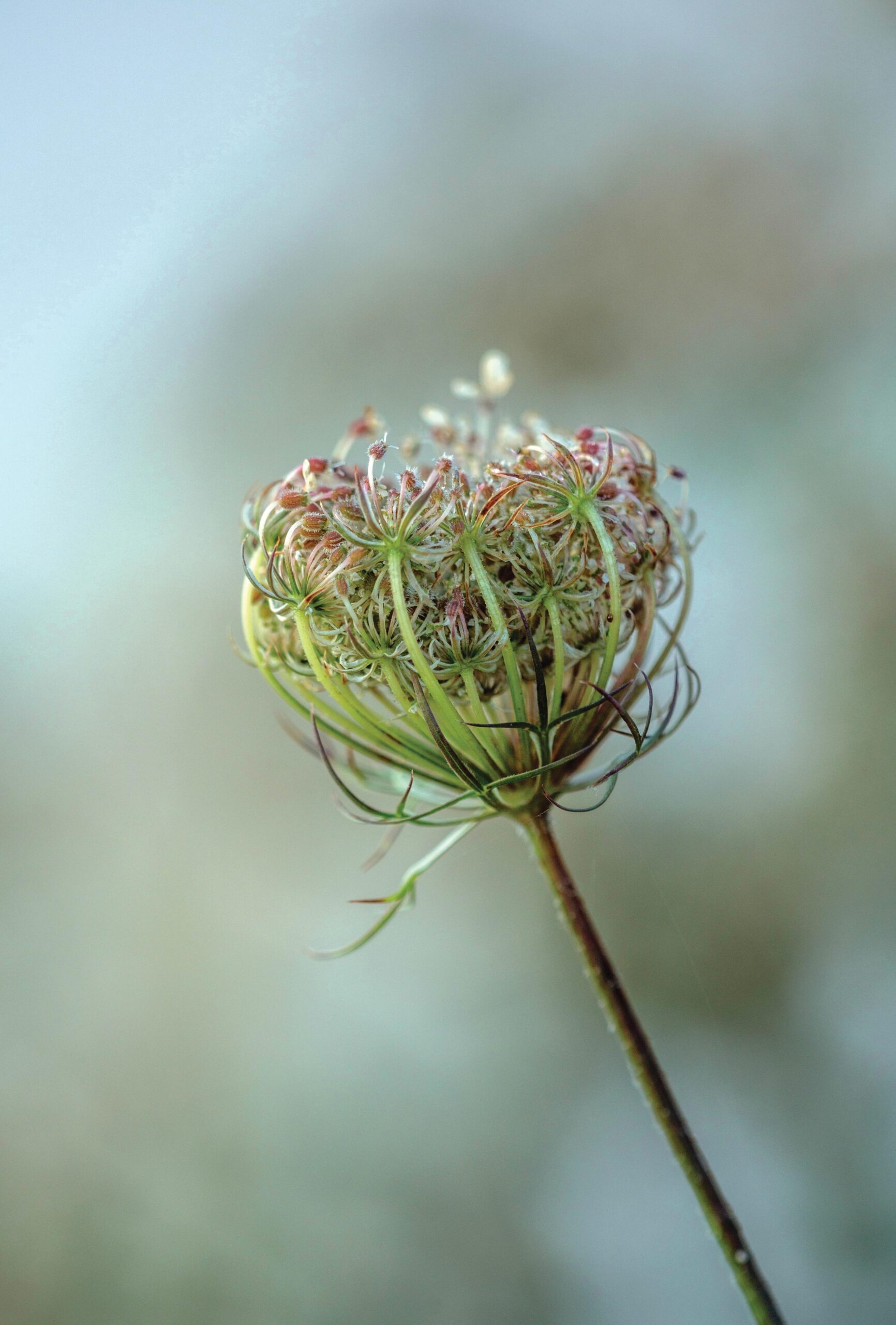 Daucus carota Pretty umbels of tiny, white flowers on tall, wiry stems make this a good cut flower as well as an attractive biennial in this garden’s mini wildflower meadow. 90cm x 45cm. RHS H7.