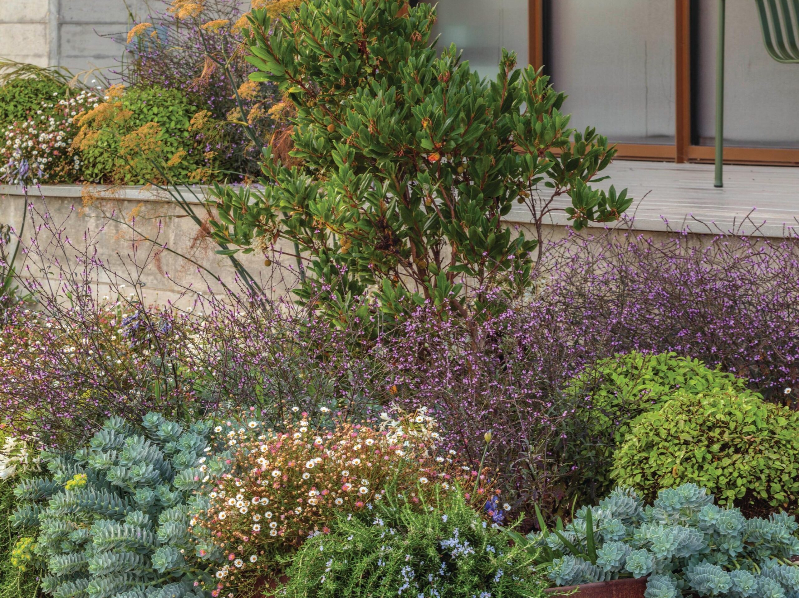 The blue-green foliage of Euphorbia myrsinites makes a statement in this Corten-steel-edged bed with Erigeron karvinskianus daisies. Arbutus unedo f. rubra is the focal point.