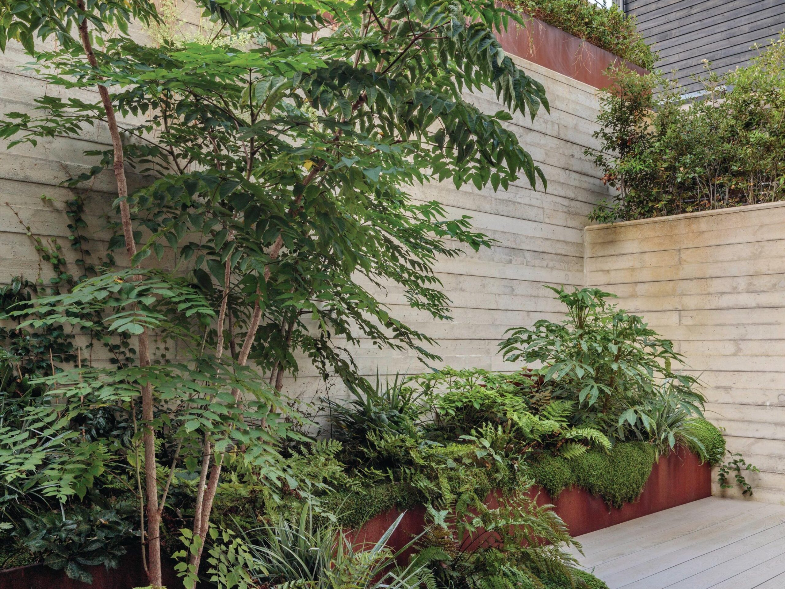 The sheltered courtyard at the rear of the house has a different feel, with tall Aralia elata, Fatsia polycarpa, ferns, including Dryopteris erythrosora, and low-growing Soleirolia soleirolii.