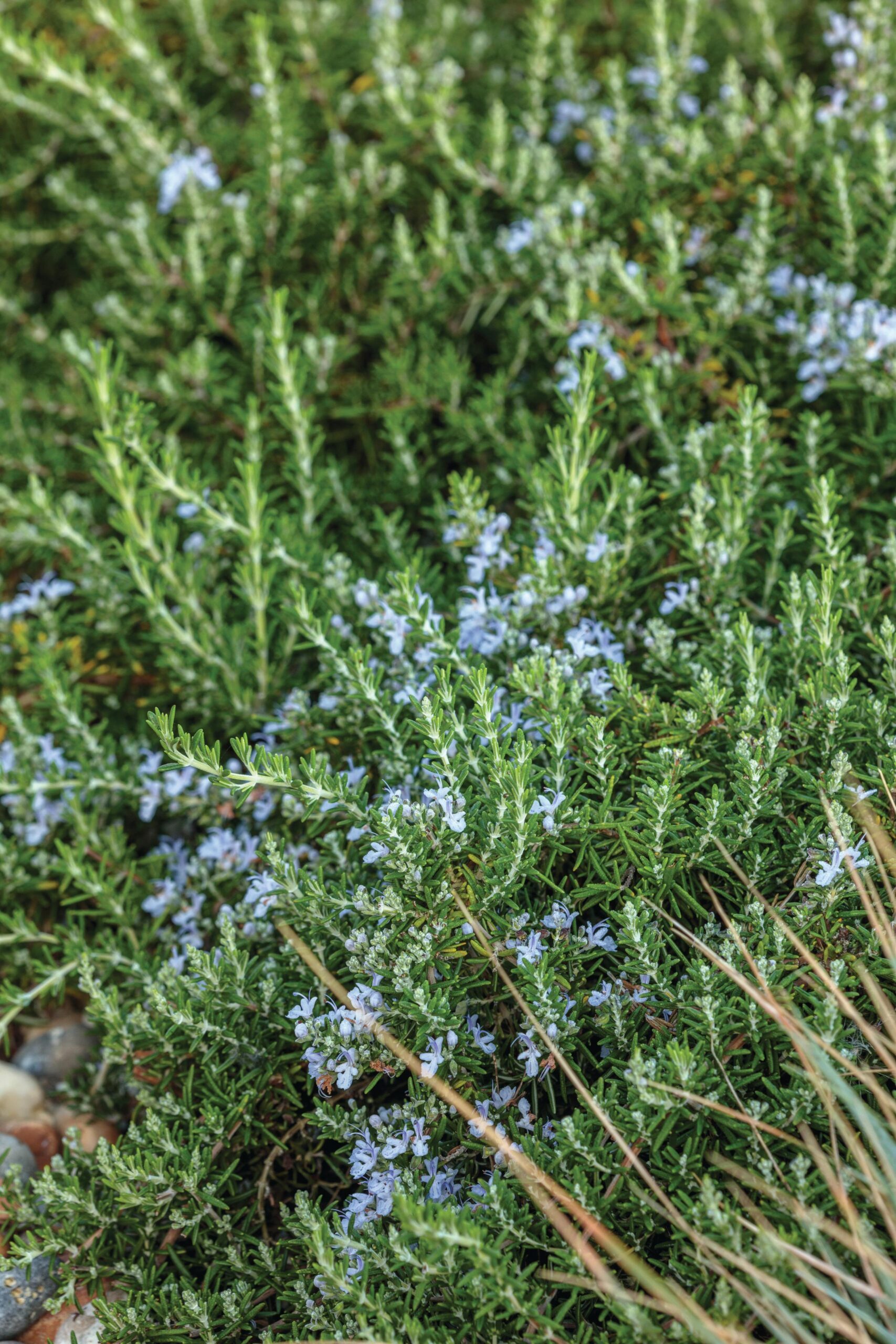 Salvia rosmarinus Prostrata Group This low-spreading, trailing rosemary has small, pale-blue flowers and aromatic leaves. 30cm x 60cm. RHS H4, USDA 8a-10b.