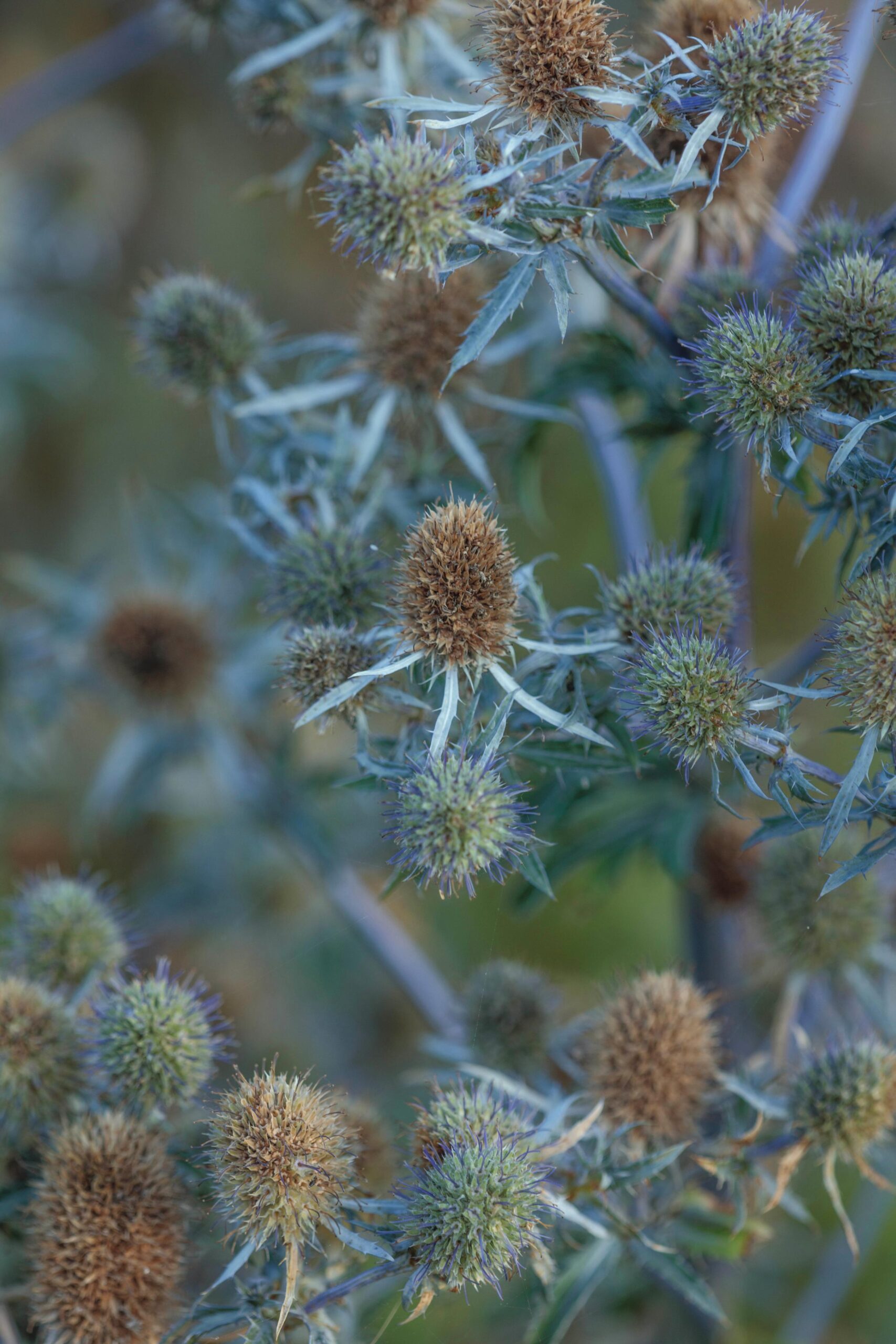 Eryngium planum ‘Blaukappe’ Beautiful, hardy and great for pollinators, this sea holly bears bobbles of small, blue flowerheads surrounded by spiky bracts. 1m x 50cm. RHS H5, USDA 5a-8b.