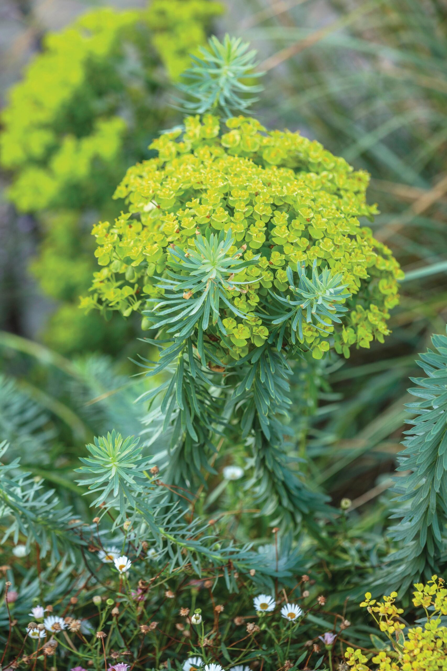 Euphorbia seguieriana Despite its tendency to flop, this spurge is worth growing for its acid-yellow flowers, which light up the garden for months. 80cm x 80cm. RHS H5.