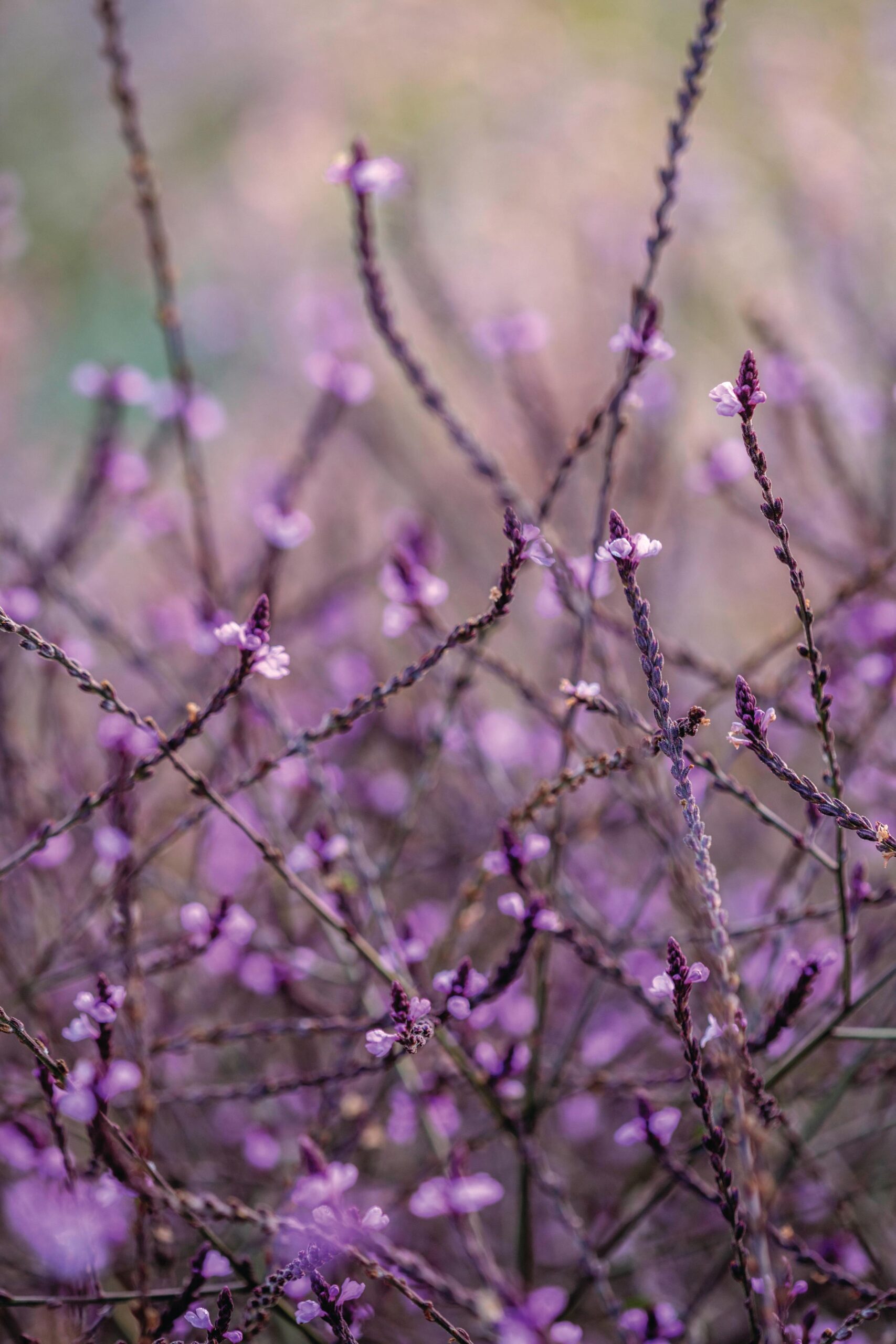 Verbena officinalis ‘Bampton’ A long-flowering perennial with purple-tinted leaves and vivid, pink-purple flower spikes. Best in full sun. Height and spread: 90cm x 60cm. RHS H6†.