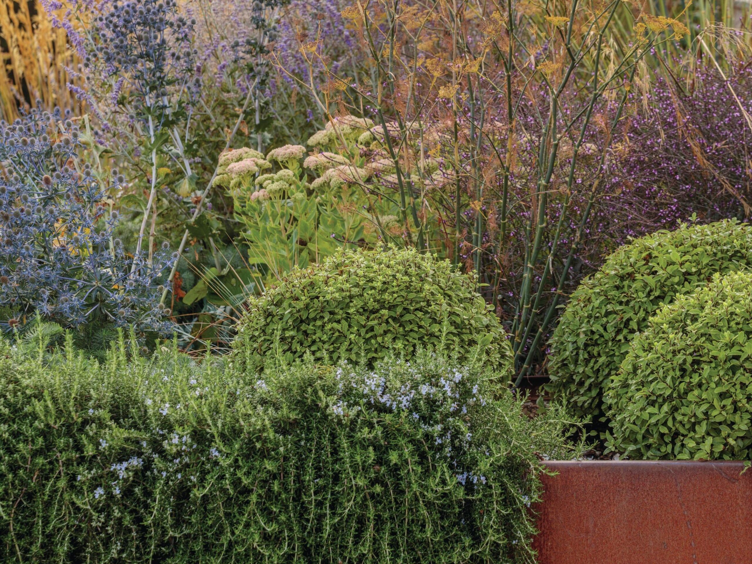 The planting includes purple Russian sage Salvia ‘Little Spire’, with spiky, metallic blue Eryngium planum ‘Blaukappe’ and Eryngium alpinum ‘Blue Star’, alongside sedums, fennel and the tumbling stems of Salvia rosmarinus Prostrata Group, and domes of Pittosporum tenuifolium ‘Golf Ball’ for added structure.