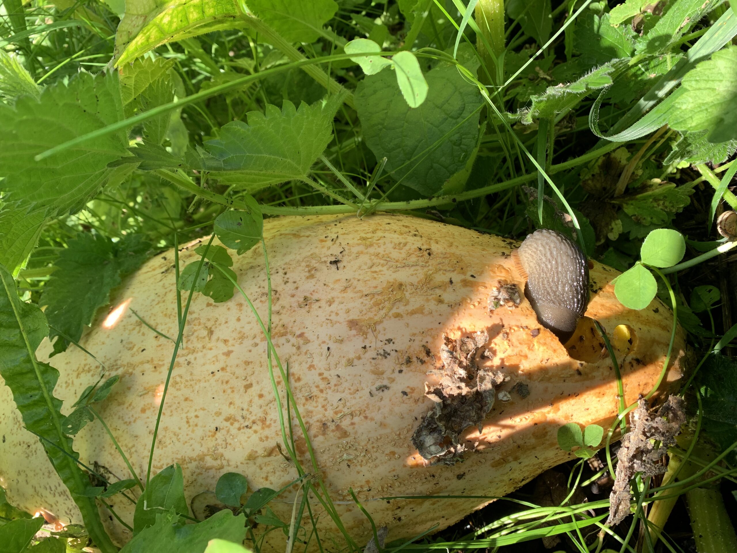 A slug feeds on a ‘Georgia Candy Roaster’ pumpkin at Buckland Abbey, Devon.