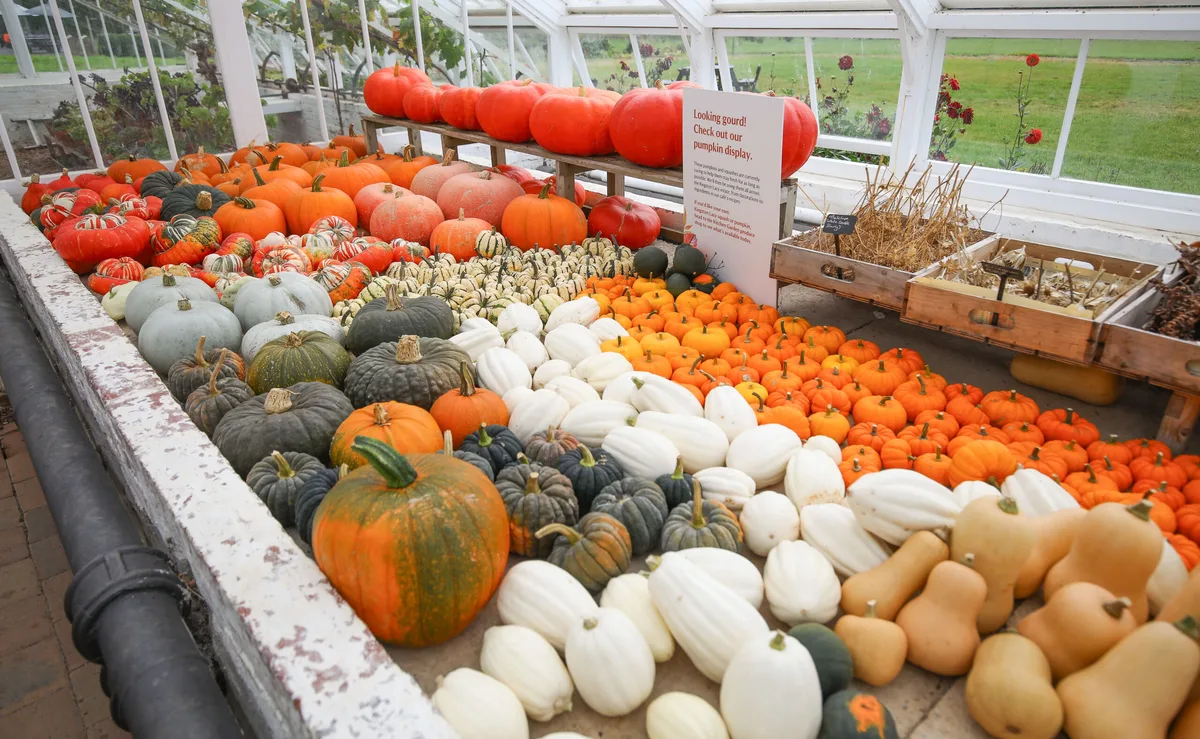 Surviving pumpkins and squashes at Kingston Lacy © AlexDixonPhotography Surviving pumpkins and squashes at Kingston Lacy © AlexDixonPhotography
