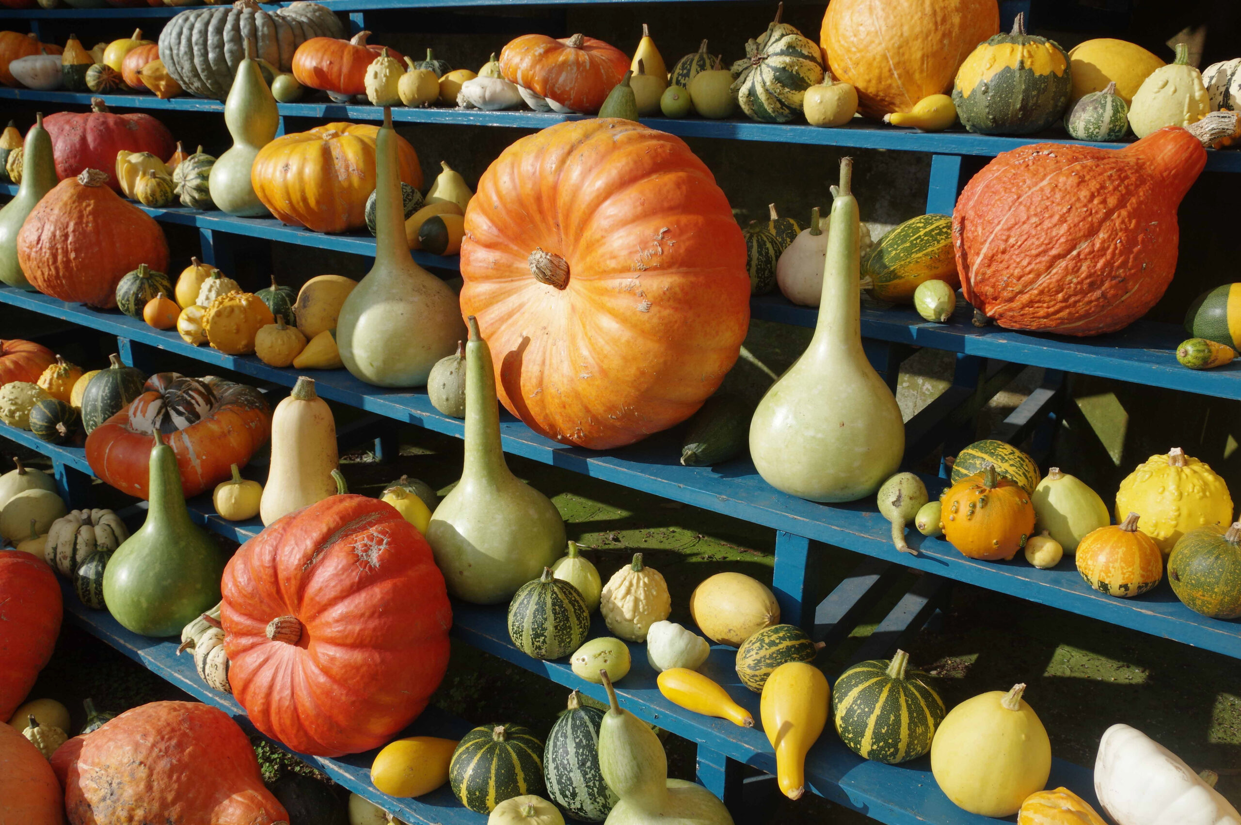 Pumpkins and gourds on display in the auricula theatre at Calke Abbey, Derbyshire.