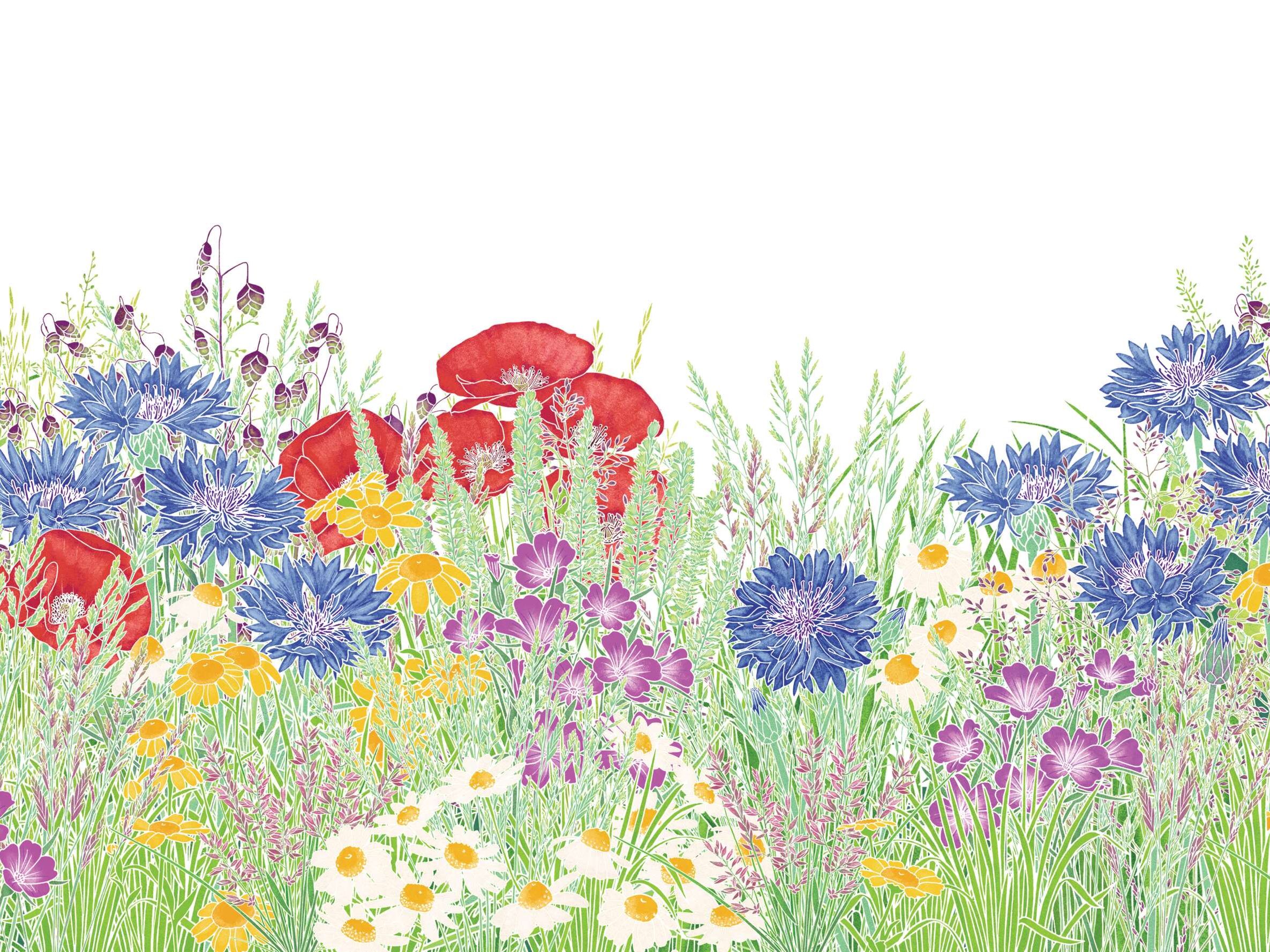 A beautiful meadow illustration with poppies and cornflower