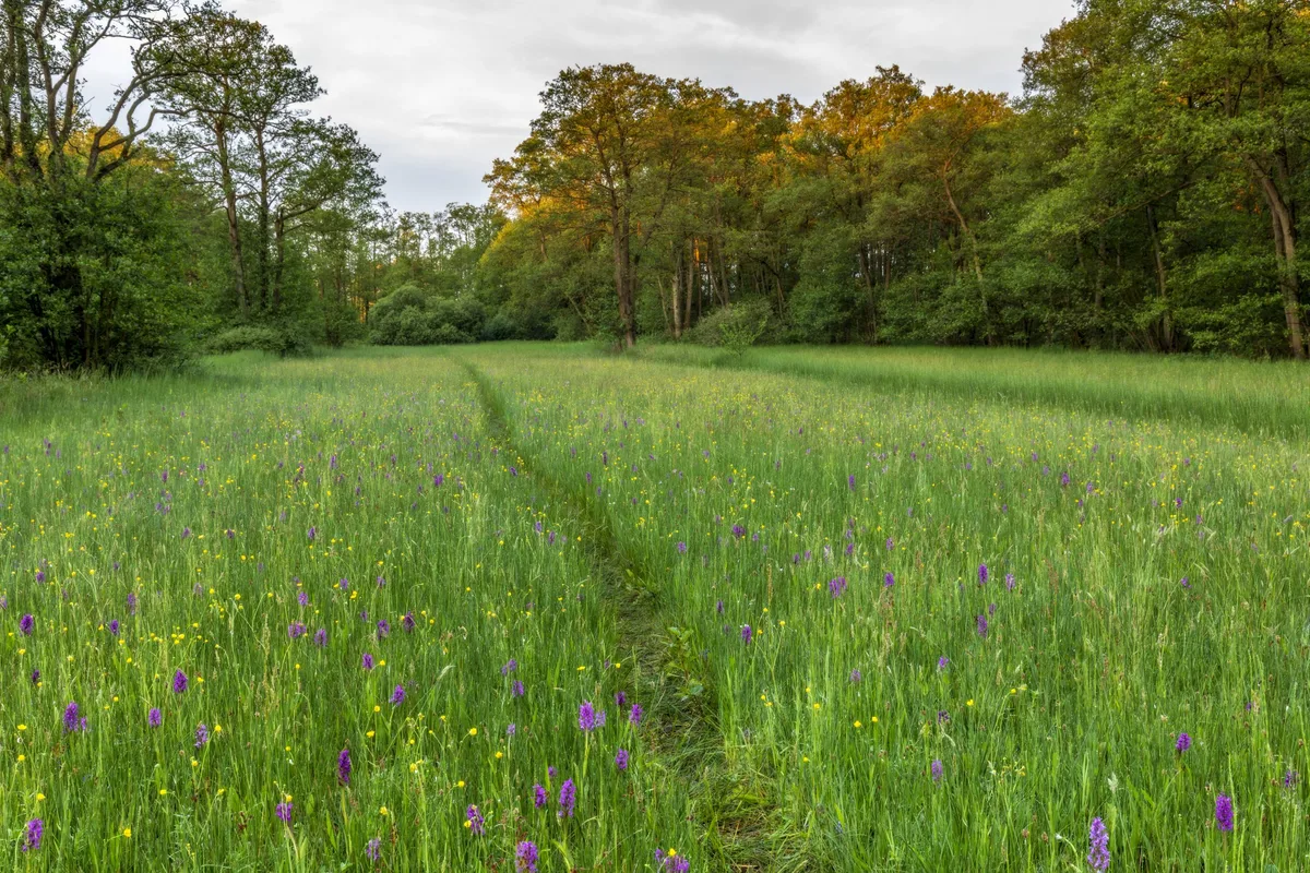 Paradise With Orchids Orchid wildflower meadow
