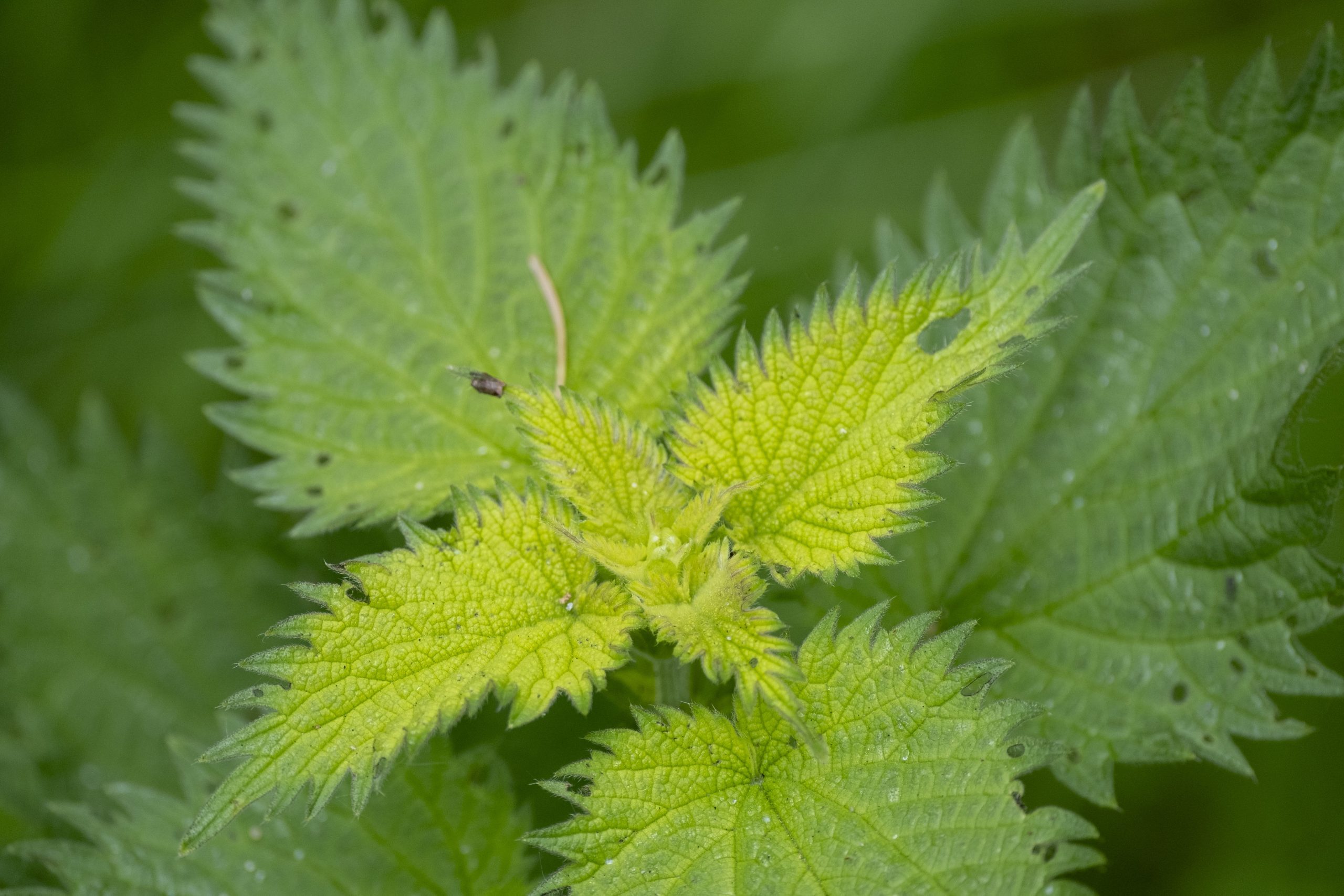 Stinging nettles