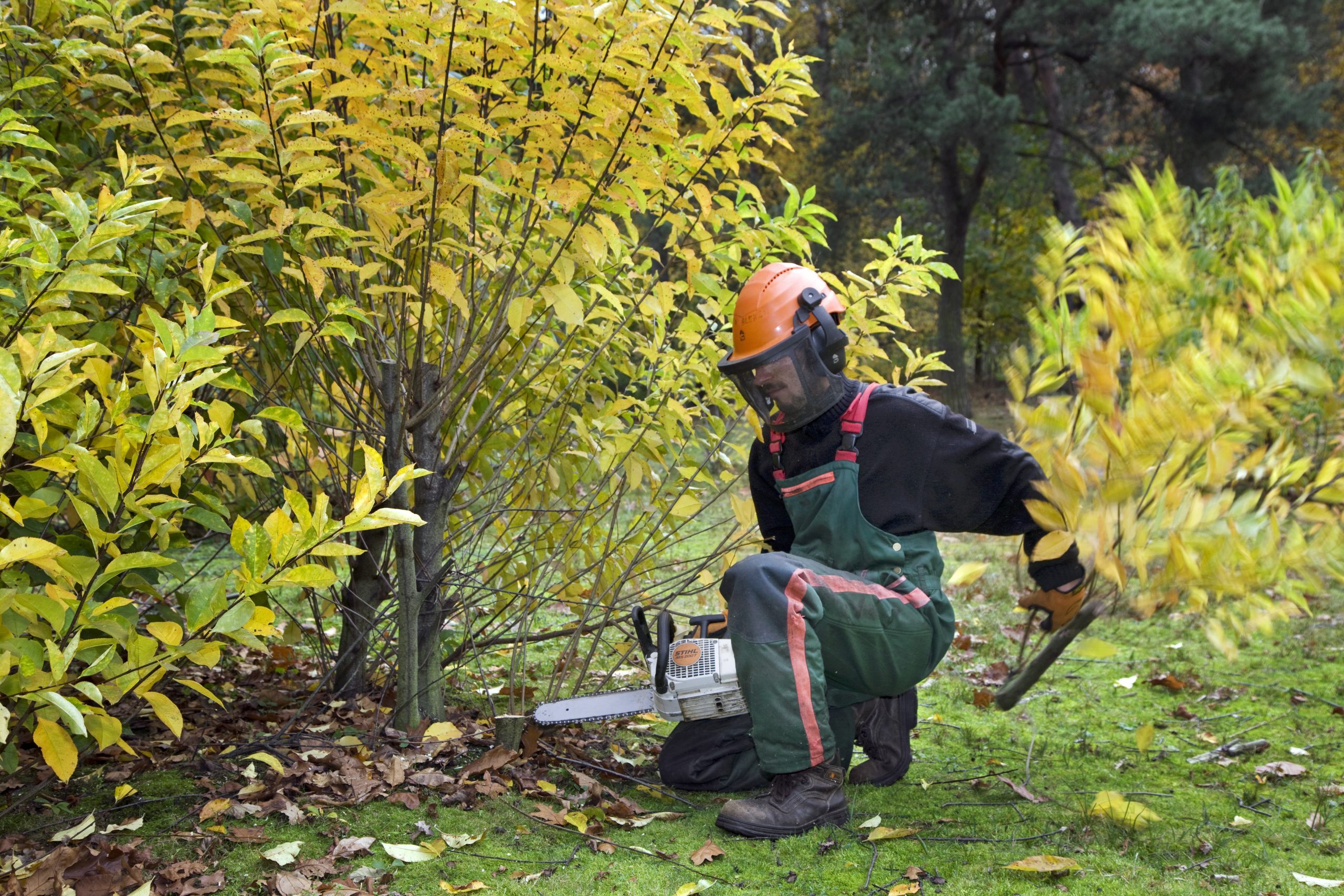Chainsaws must be used with great care and all the right protective clothing worn.