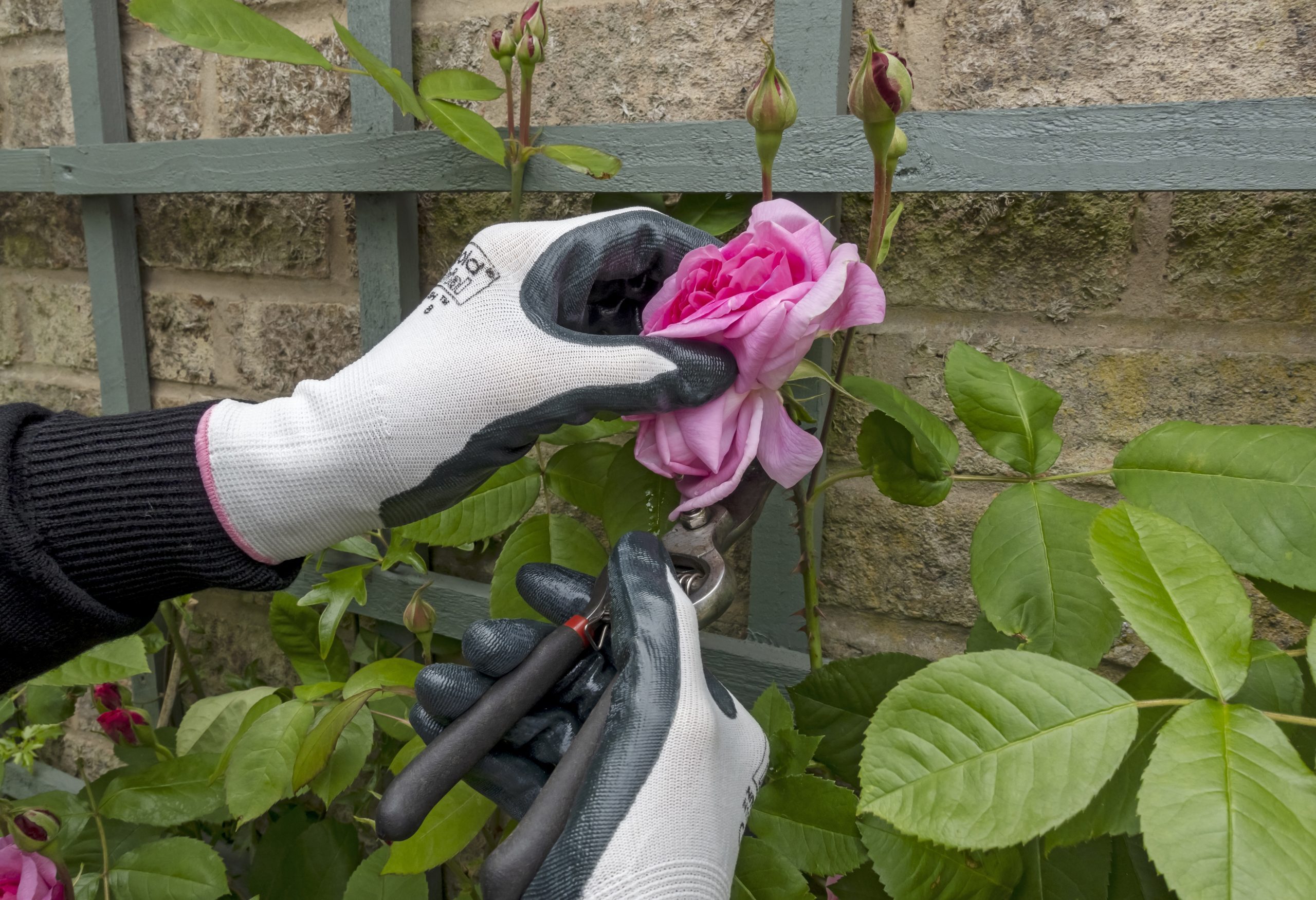 Close up of gardener deadheading a pink rose ‘Gertrude Jekyll’ with secateurs in summer